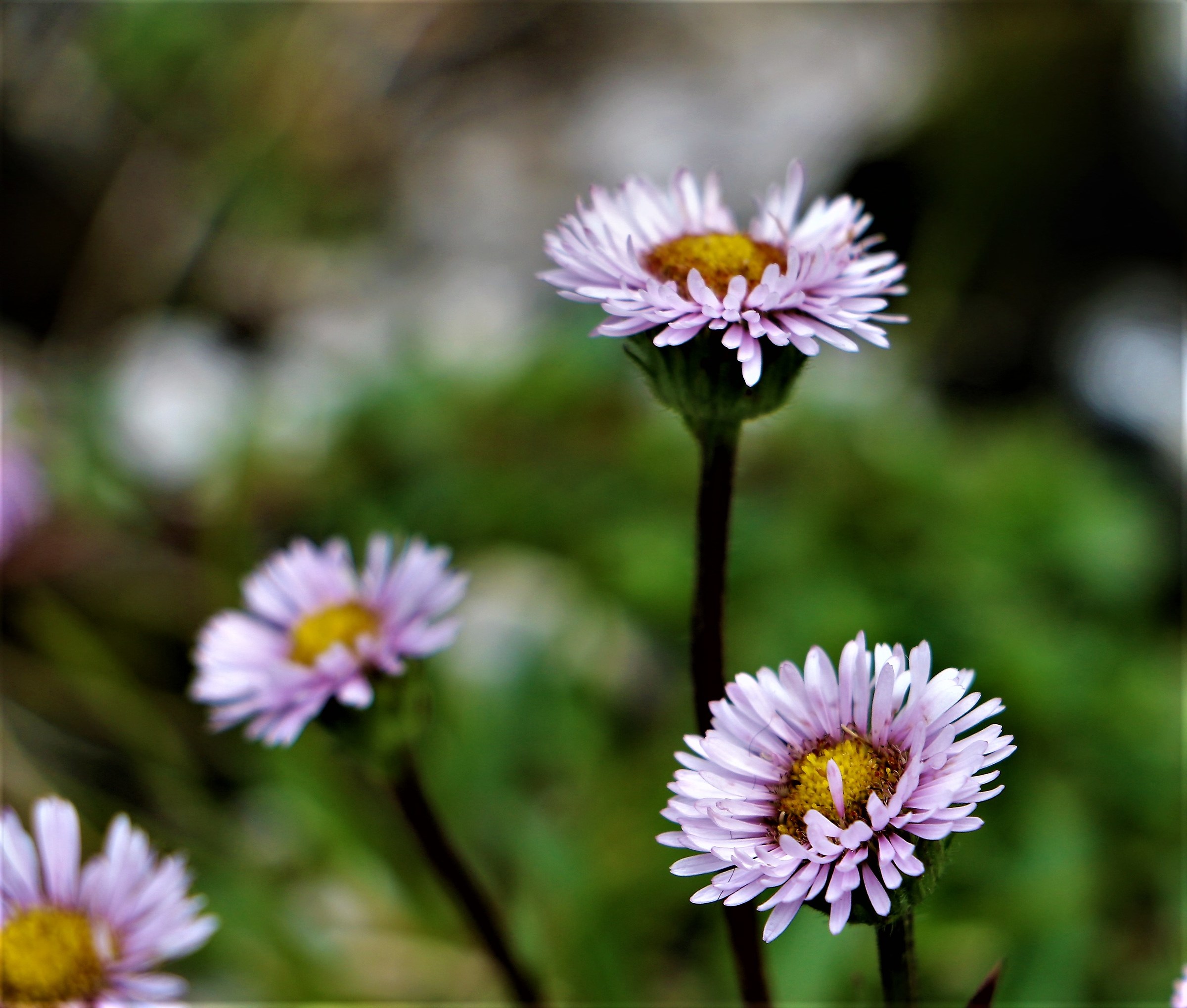 High Mountain Flowers ....