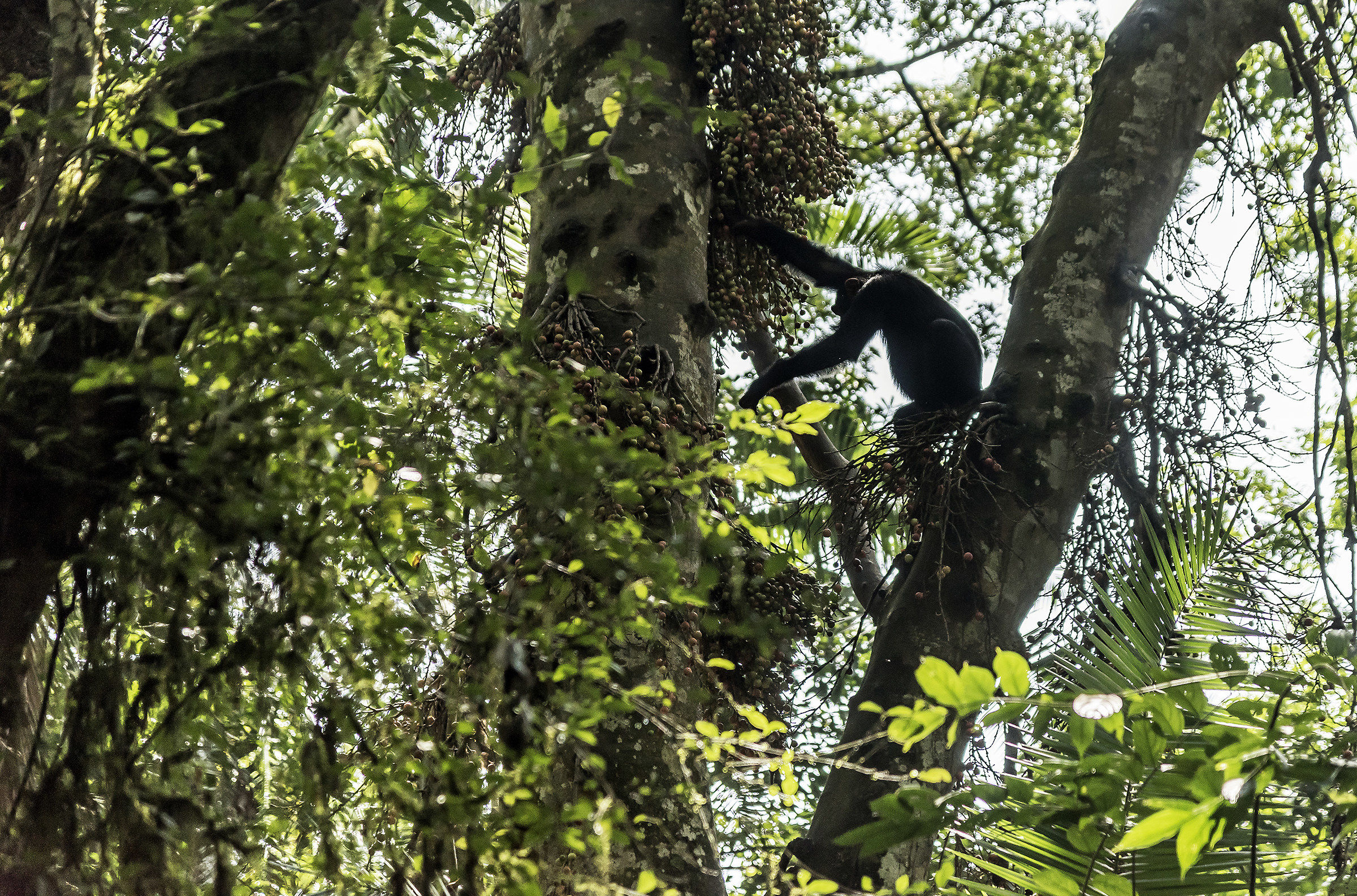 Chimpanzee -Kibale forest, Uganda