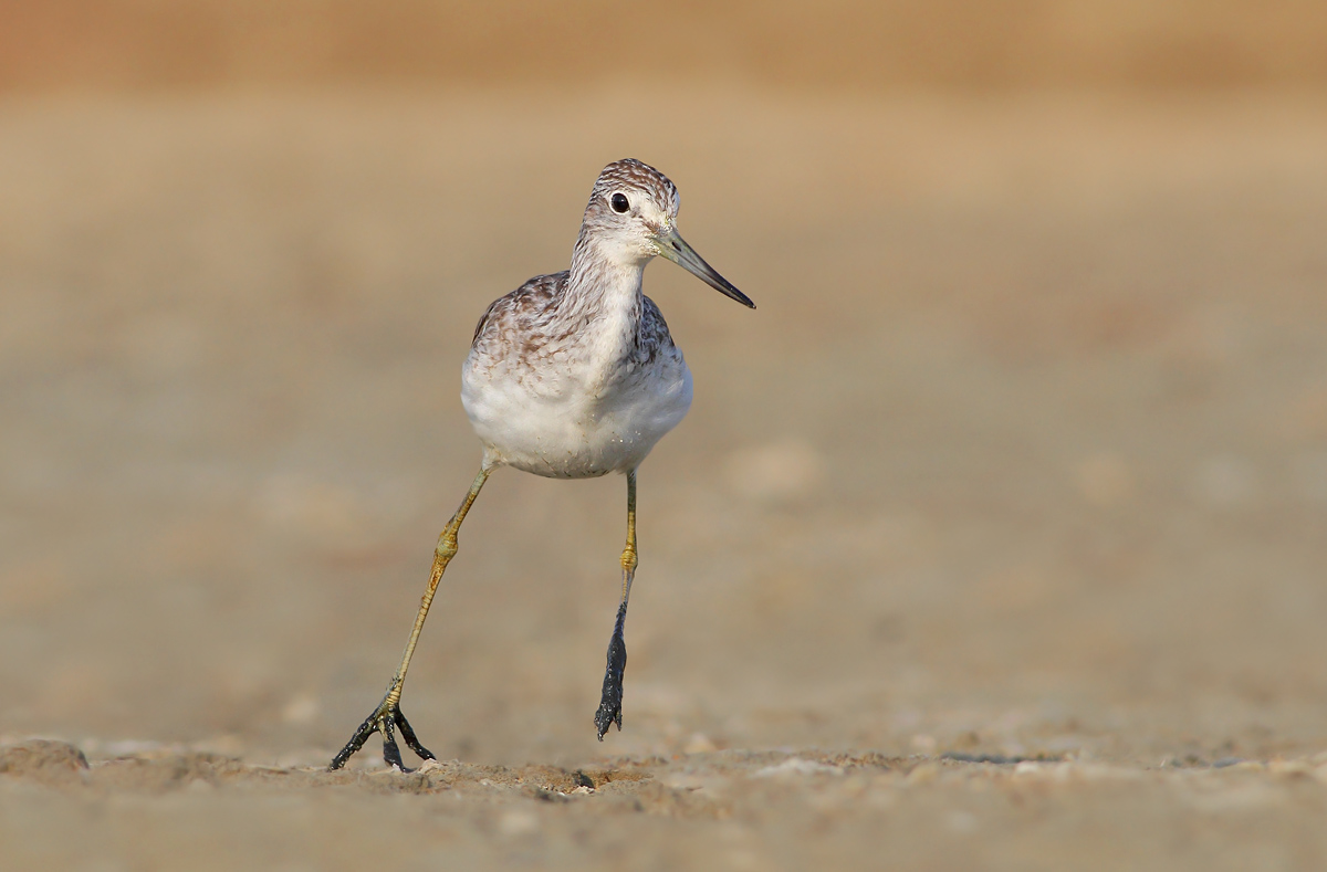 There's Franco, come on