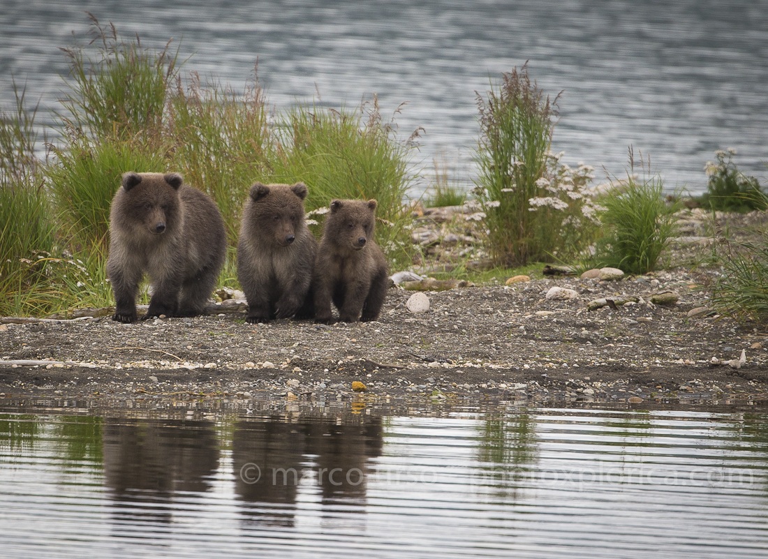 Katmai - Alaska