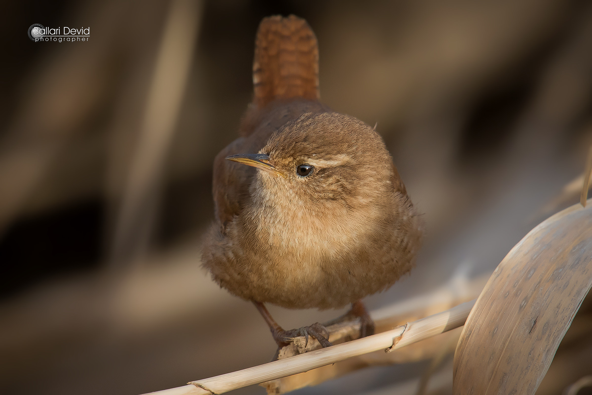 wren