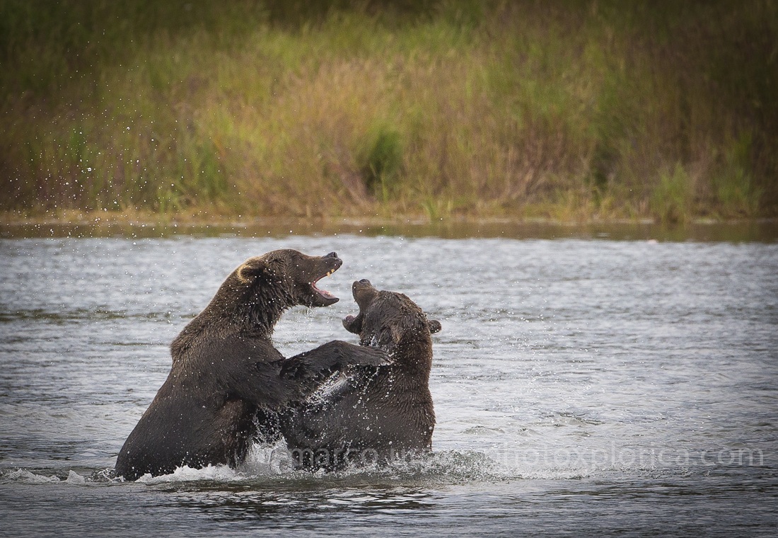 Katmai - Alaska