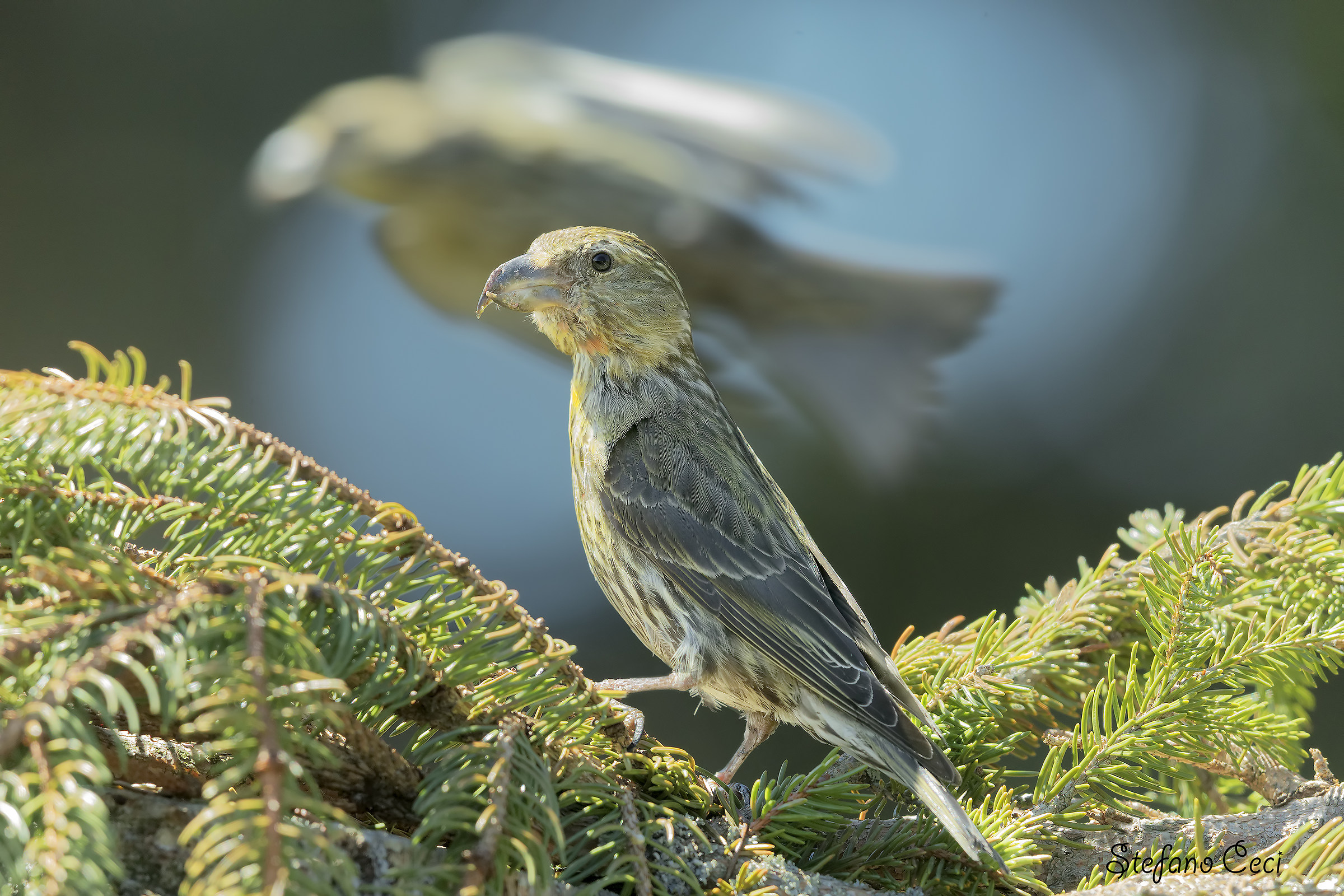 Il sogno del Crociere