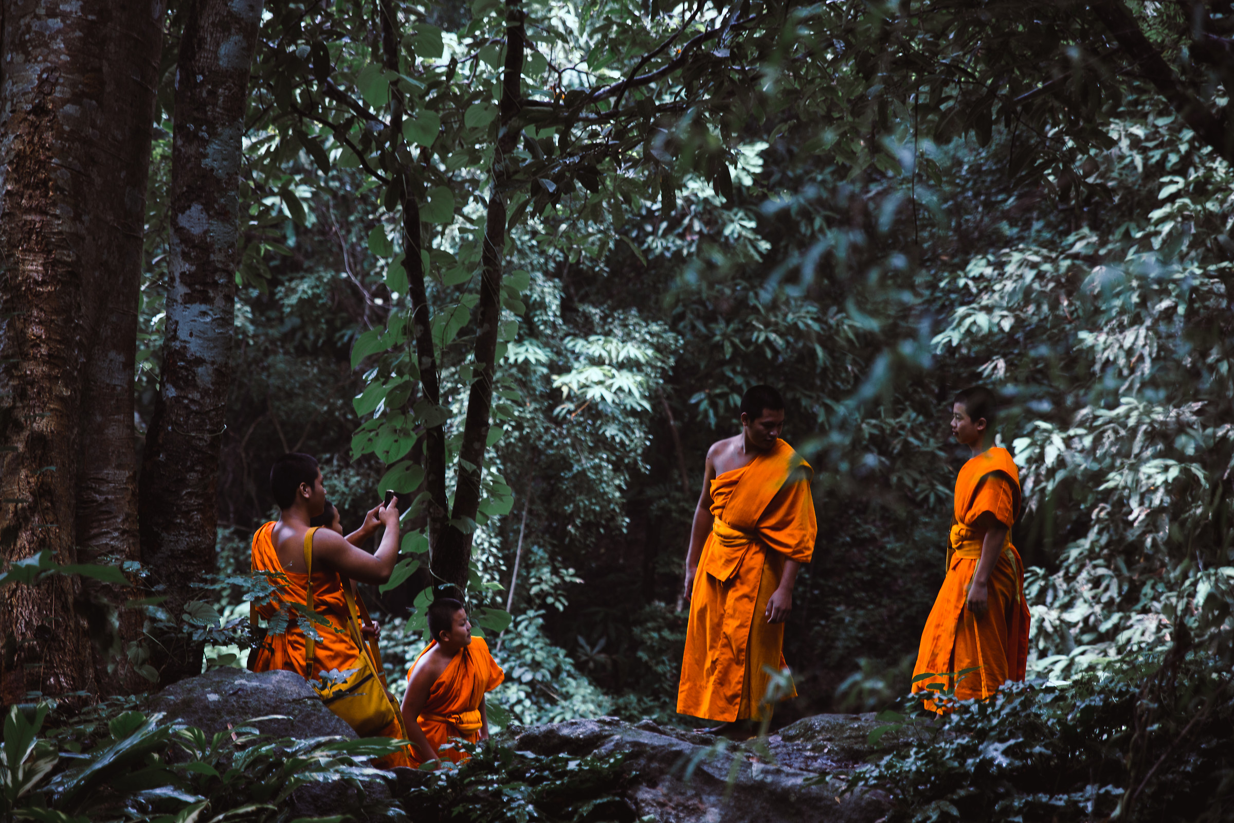 Buddha in the Jungle