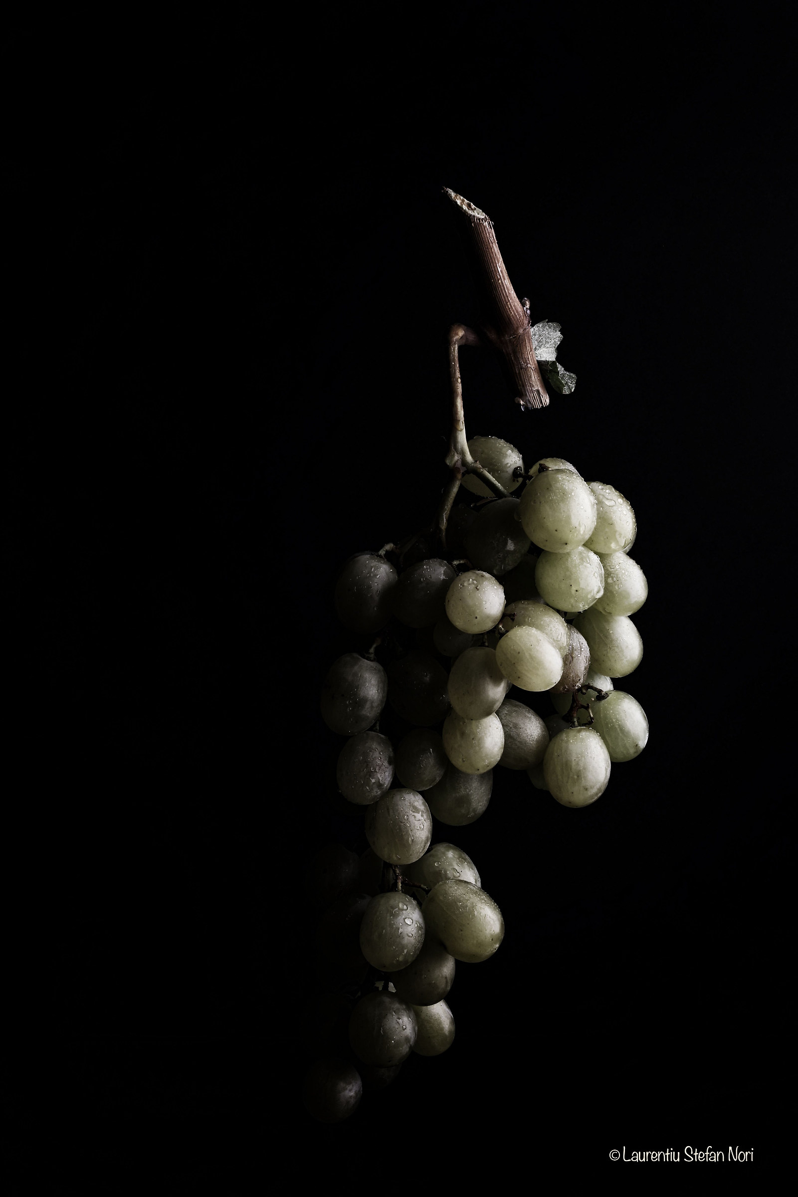 grapes in dark light