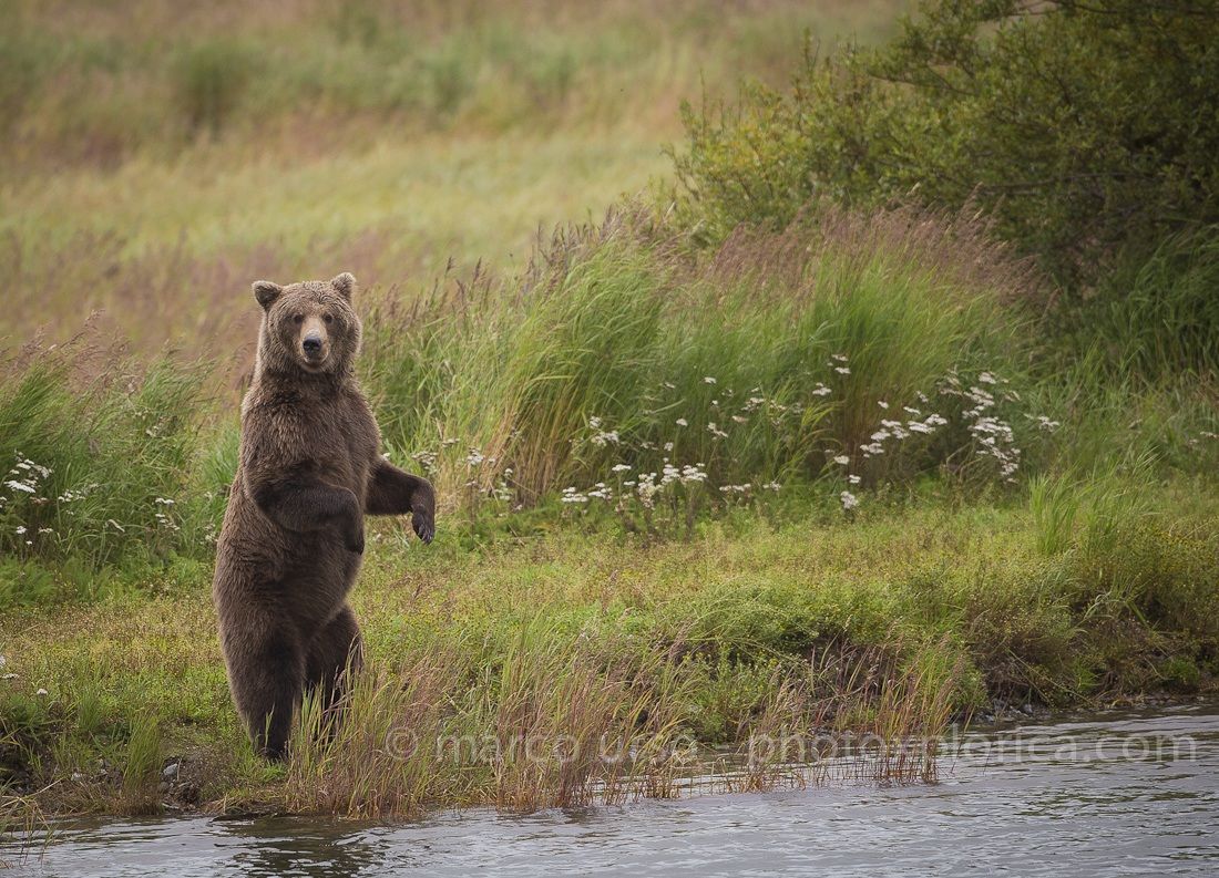 Katmai - Alaska