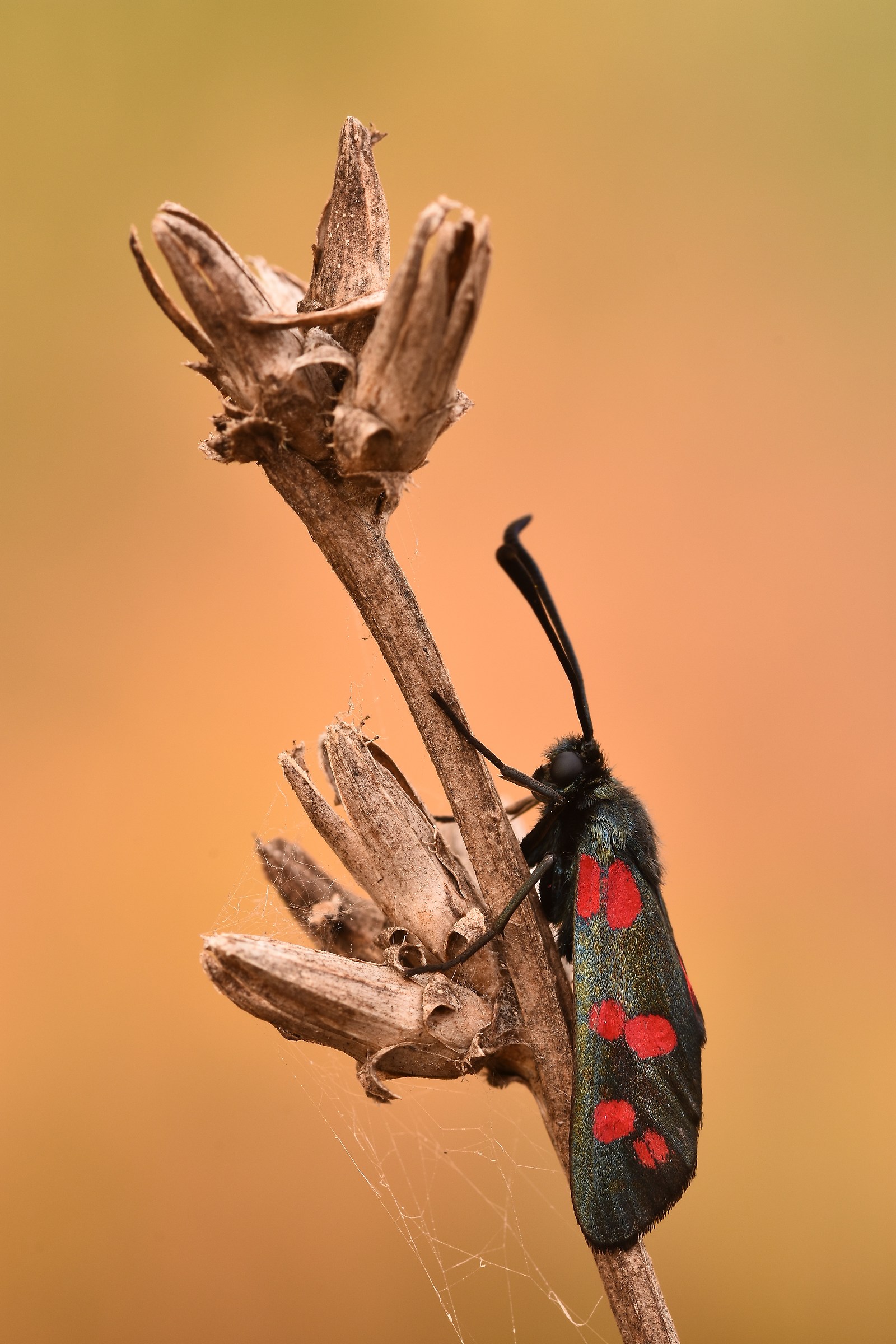 Zygaena filpendulae