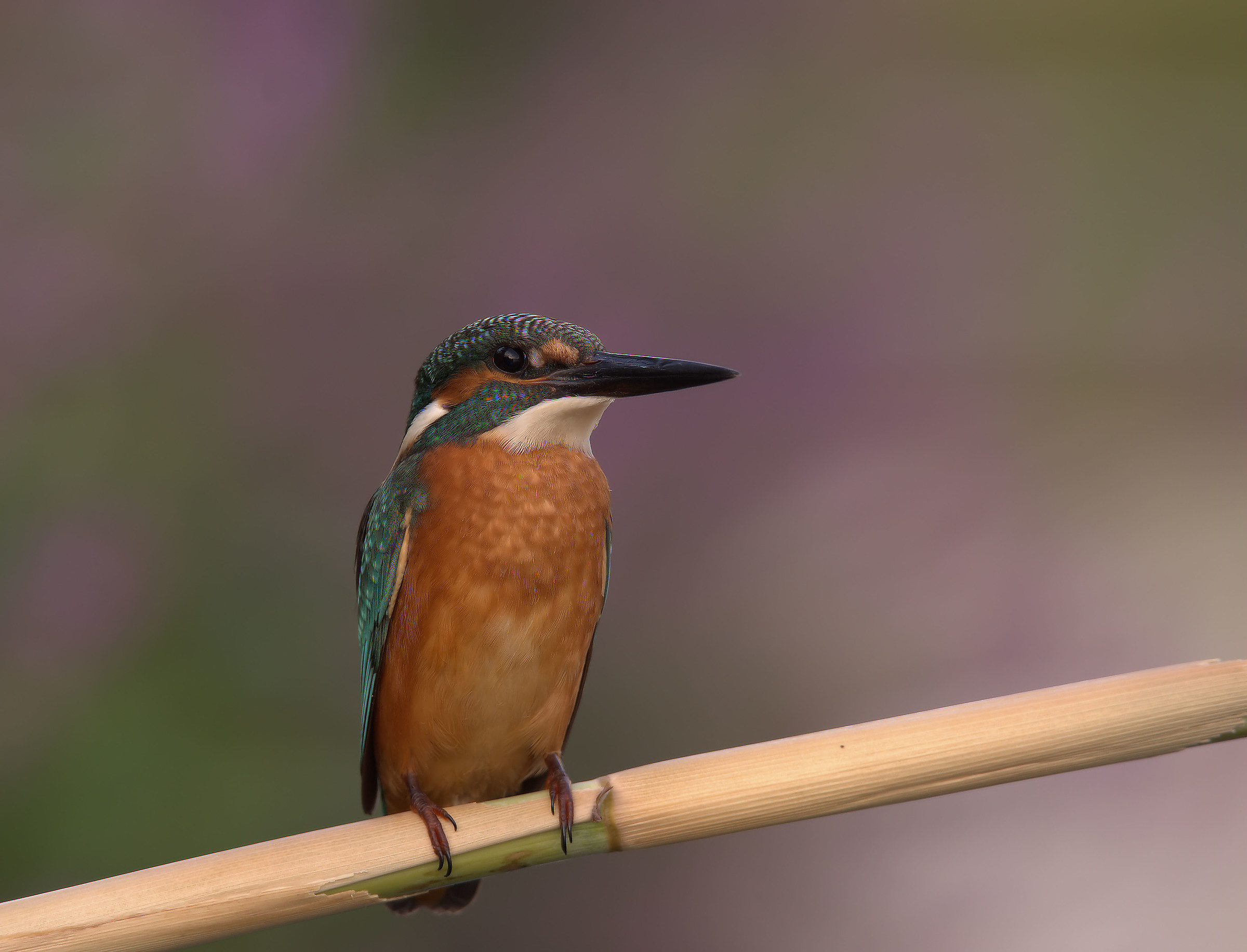 Martin Fisherman Male