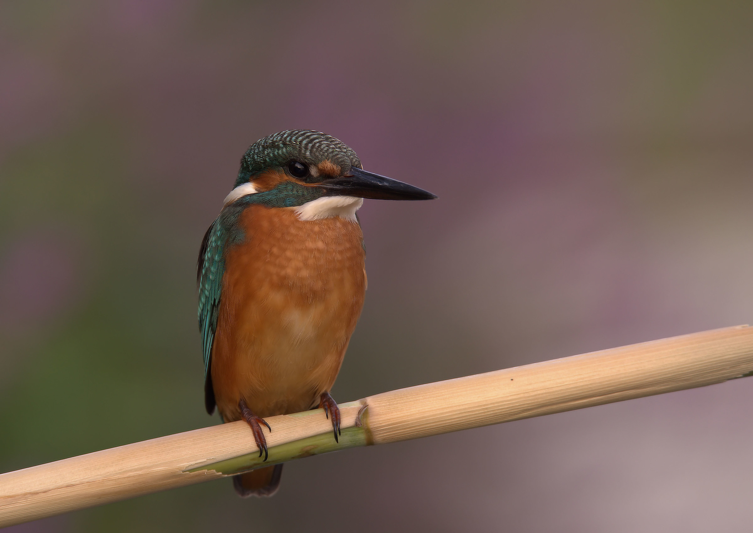 Martin Fisherman Male