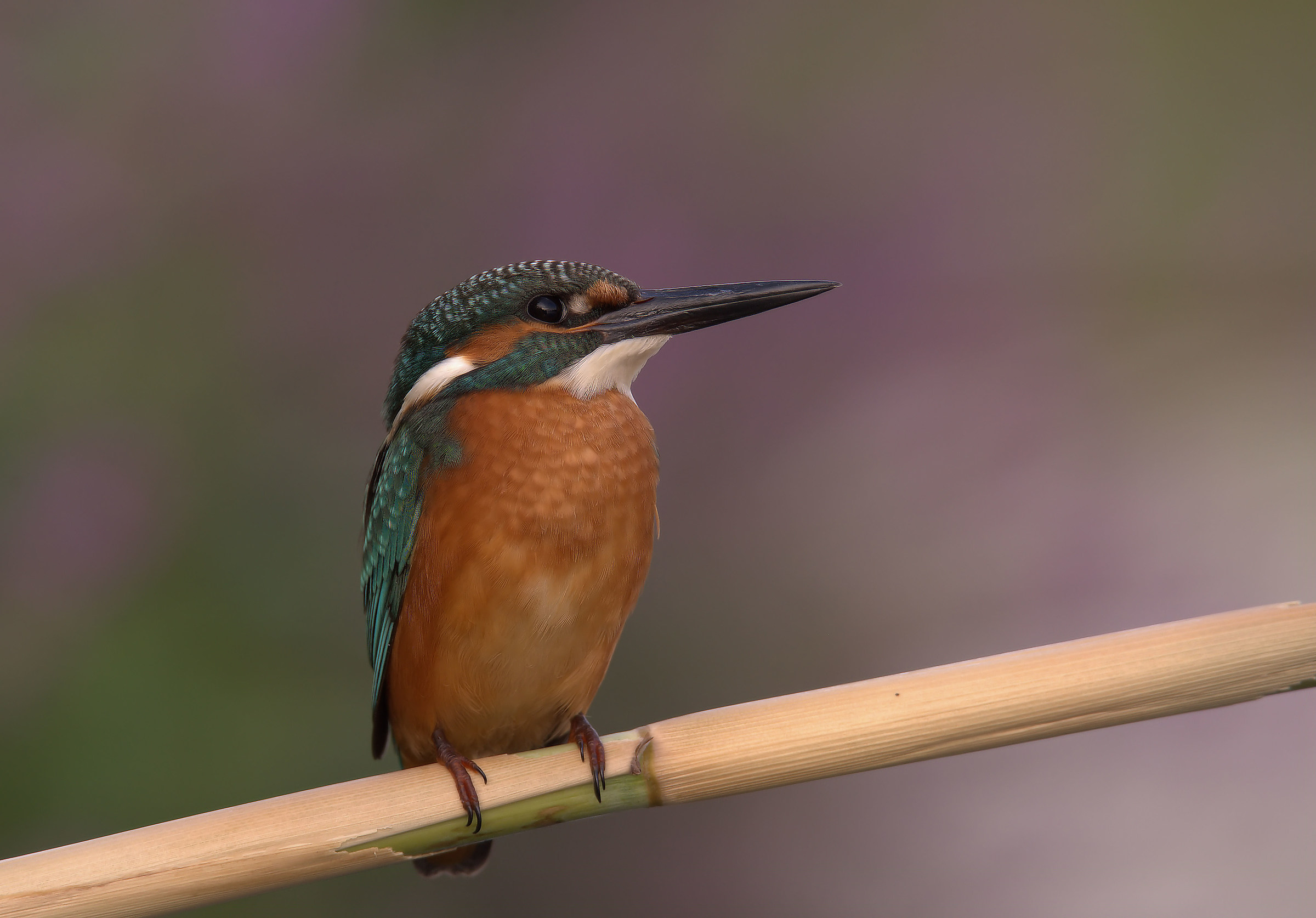 Martin Fisherman Male