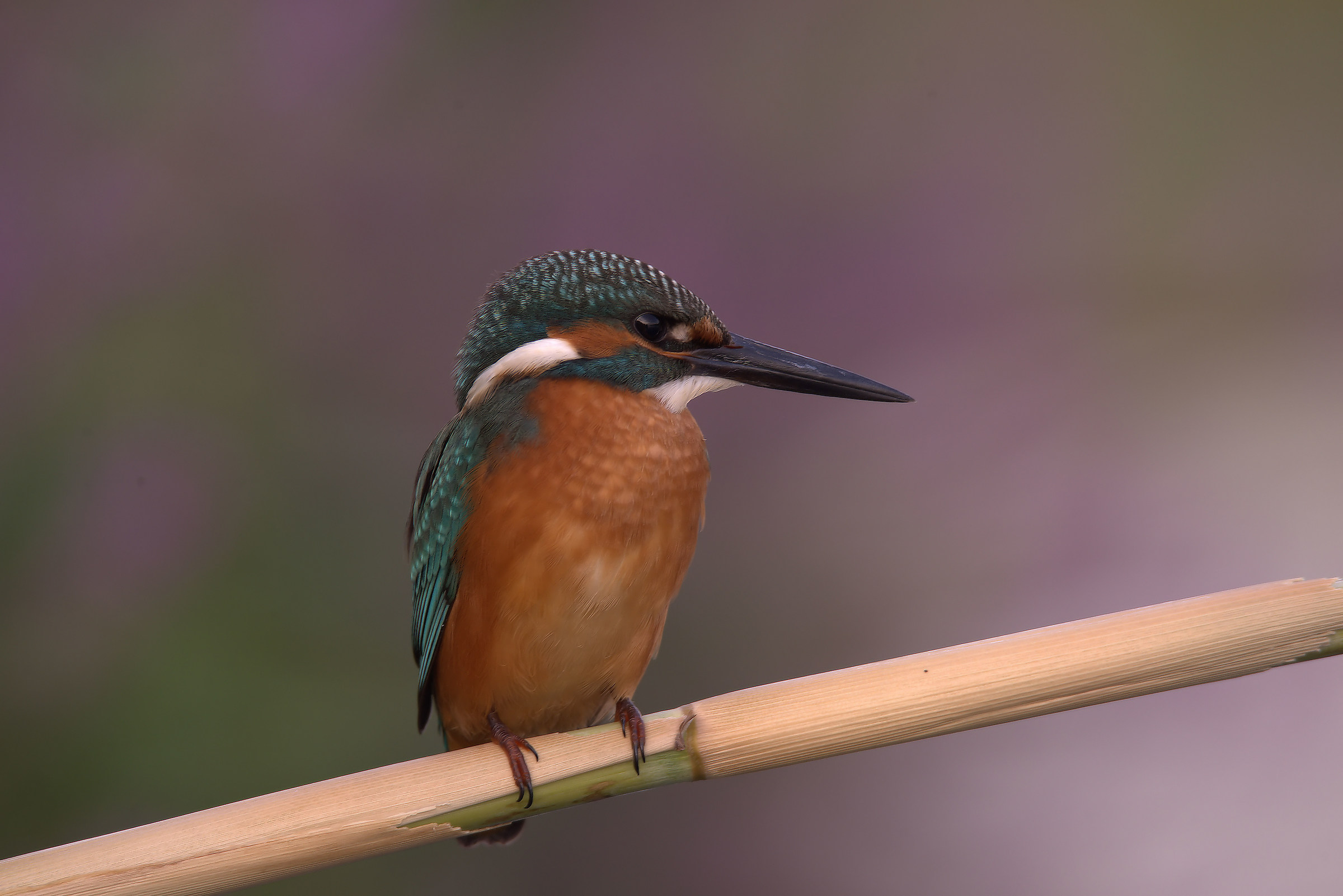 Martin Fisherman Male