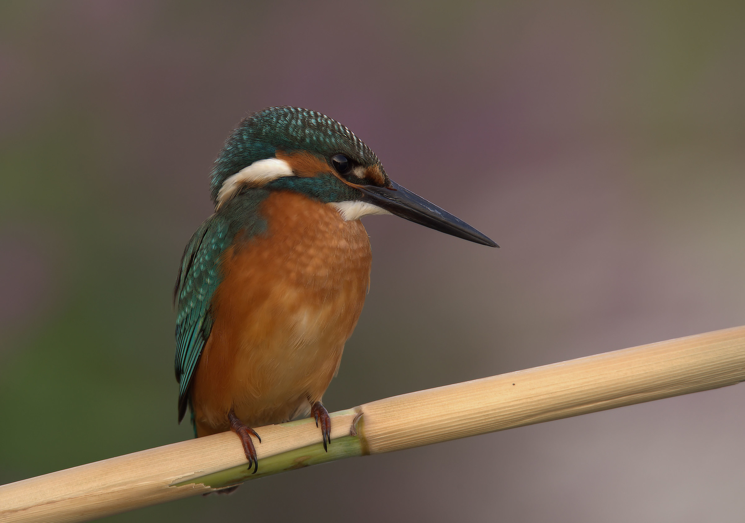 Martin Fisherman Male