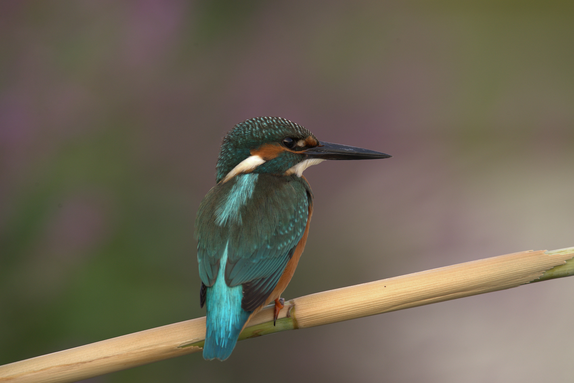 Martin Fisherman Male