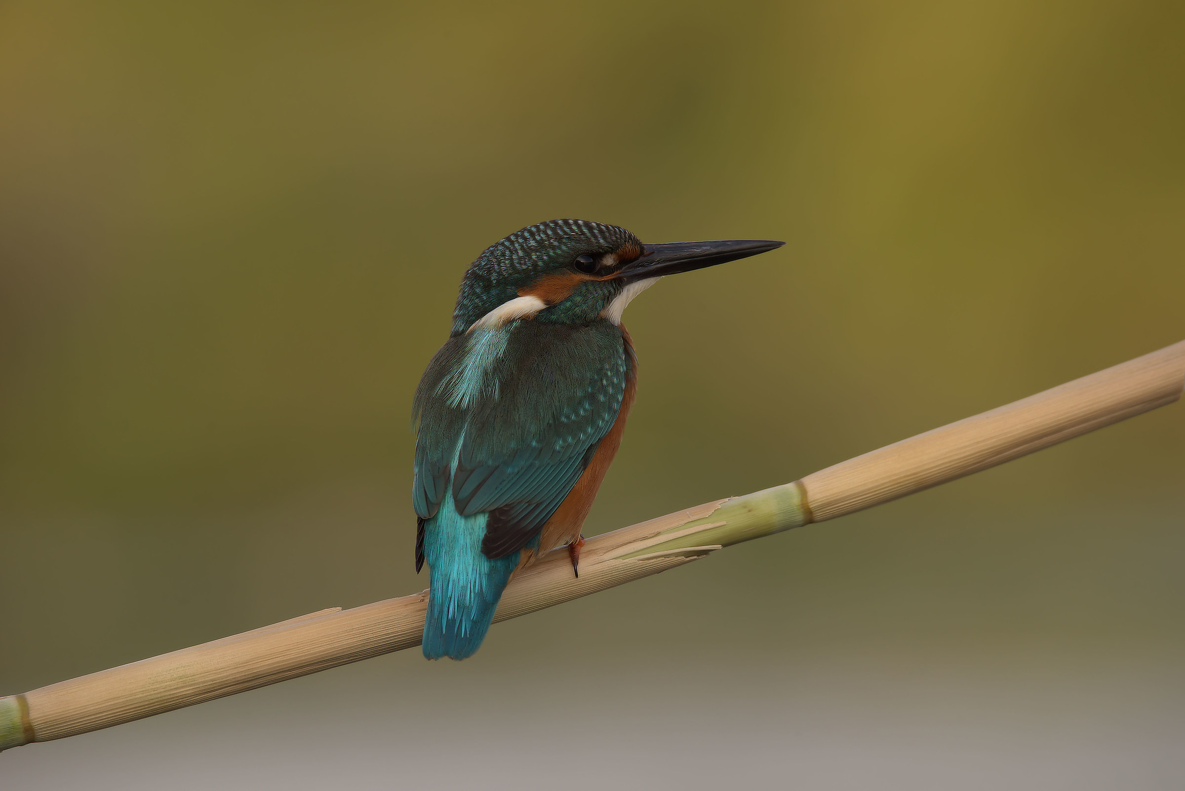 Martin Fisherman Male