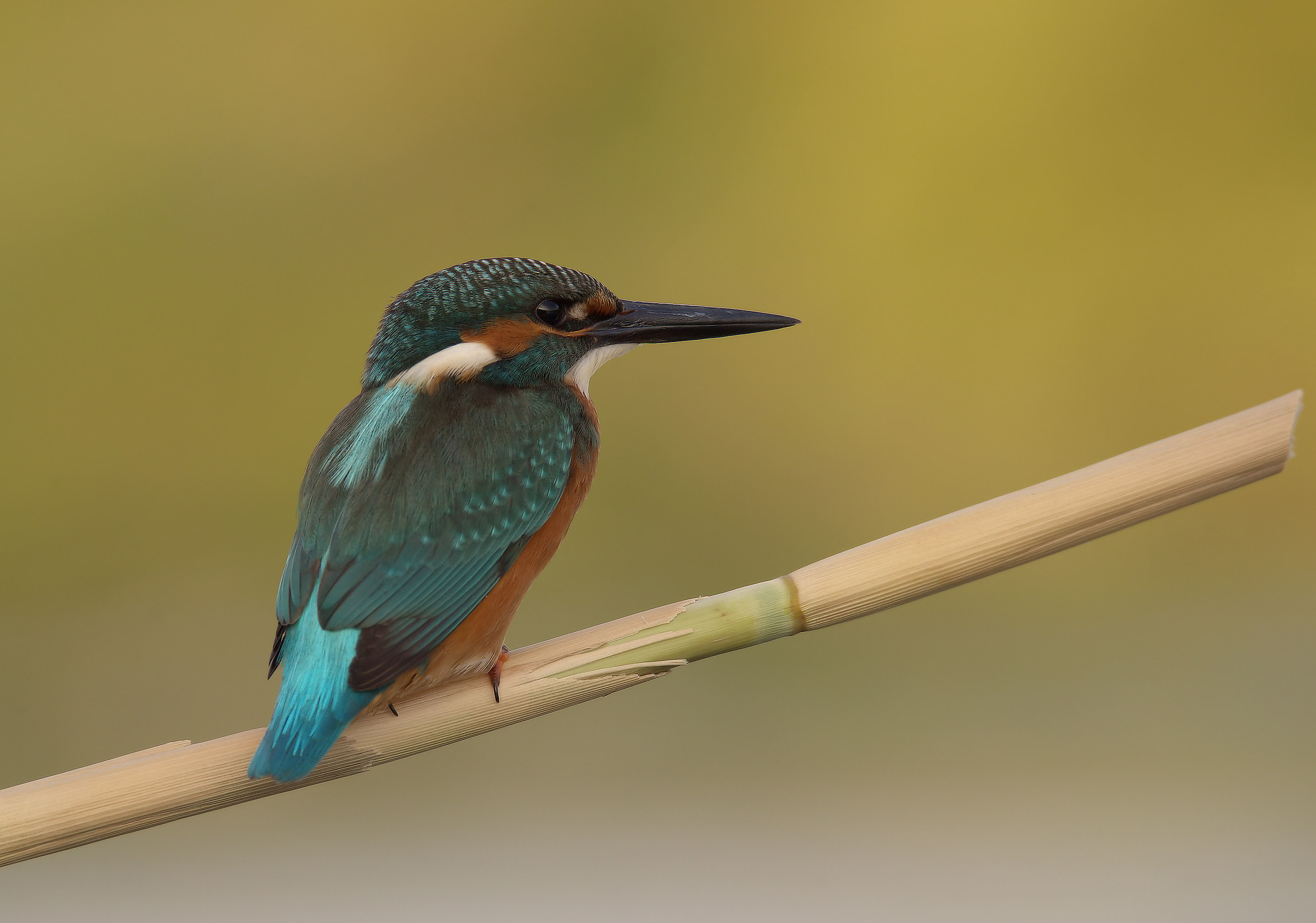 Martin Fisherman Male