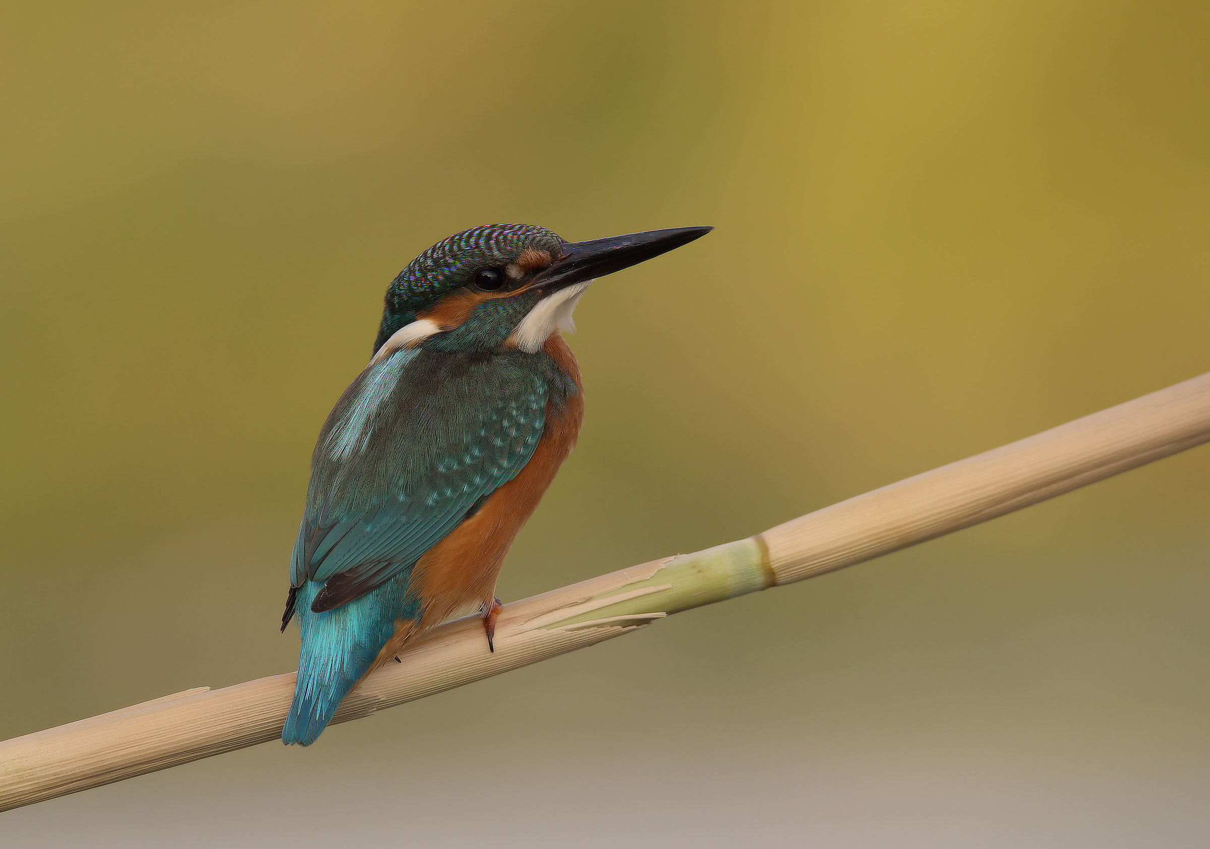 Martin Fisherman Male
