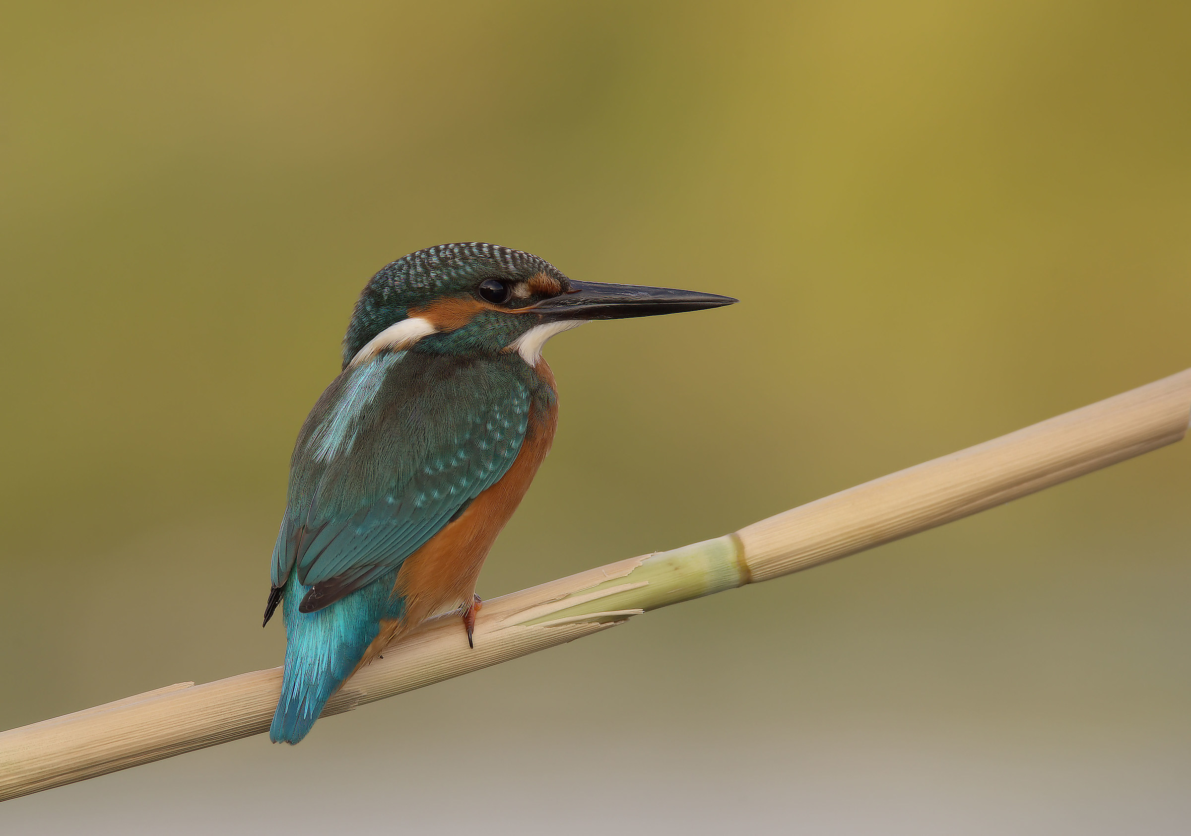 Martin Fisherman Male