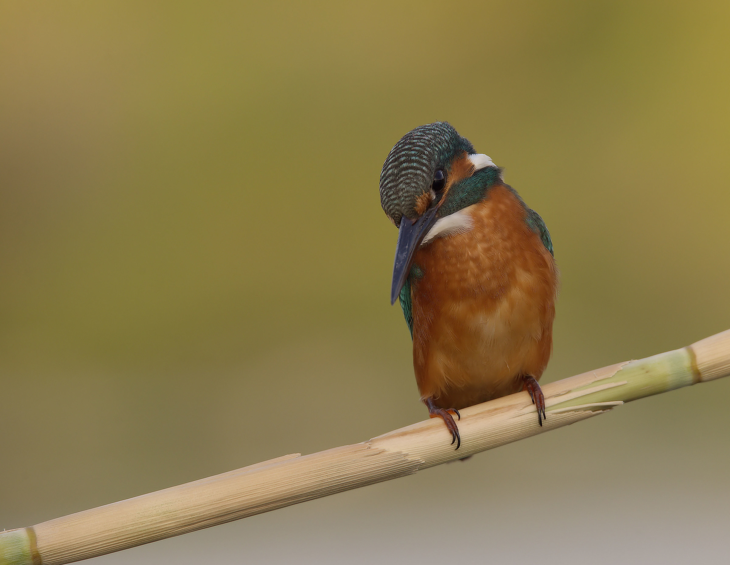 Martin Fisherman Male