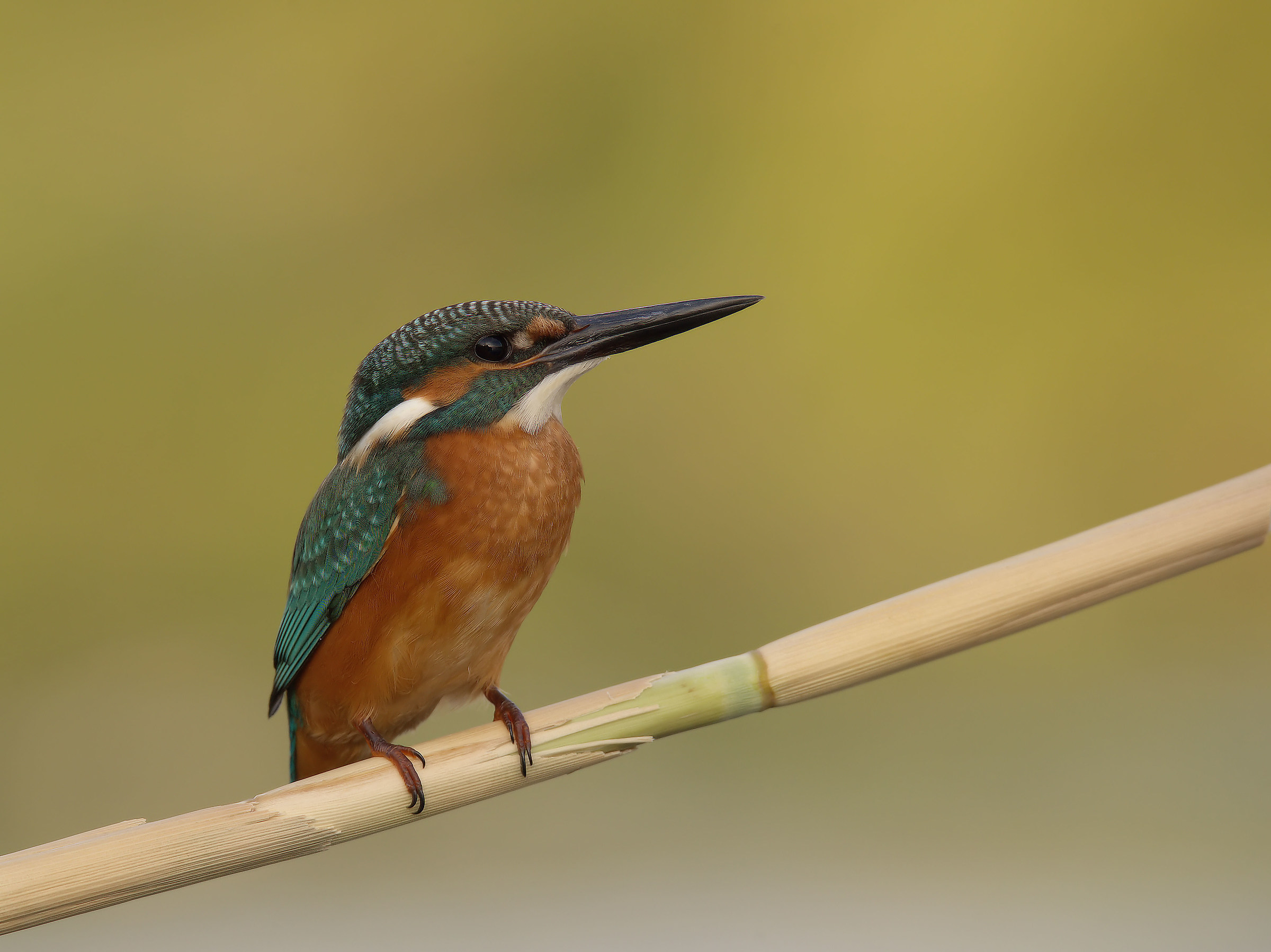 Martin Fisherman Male