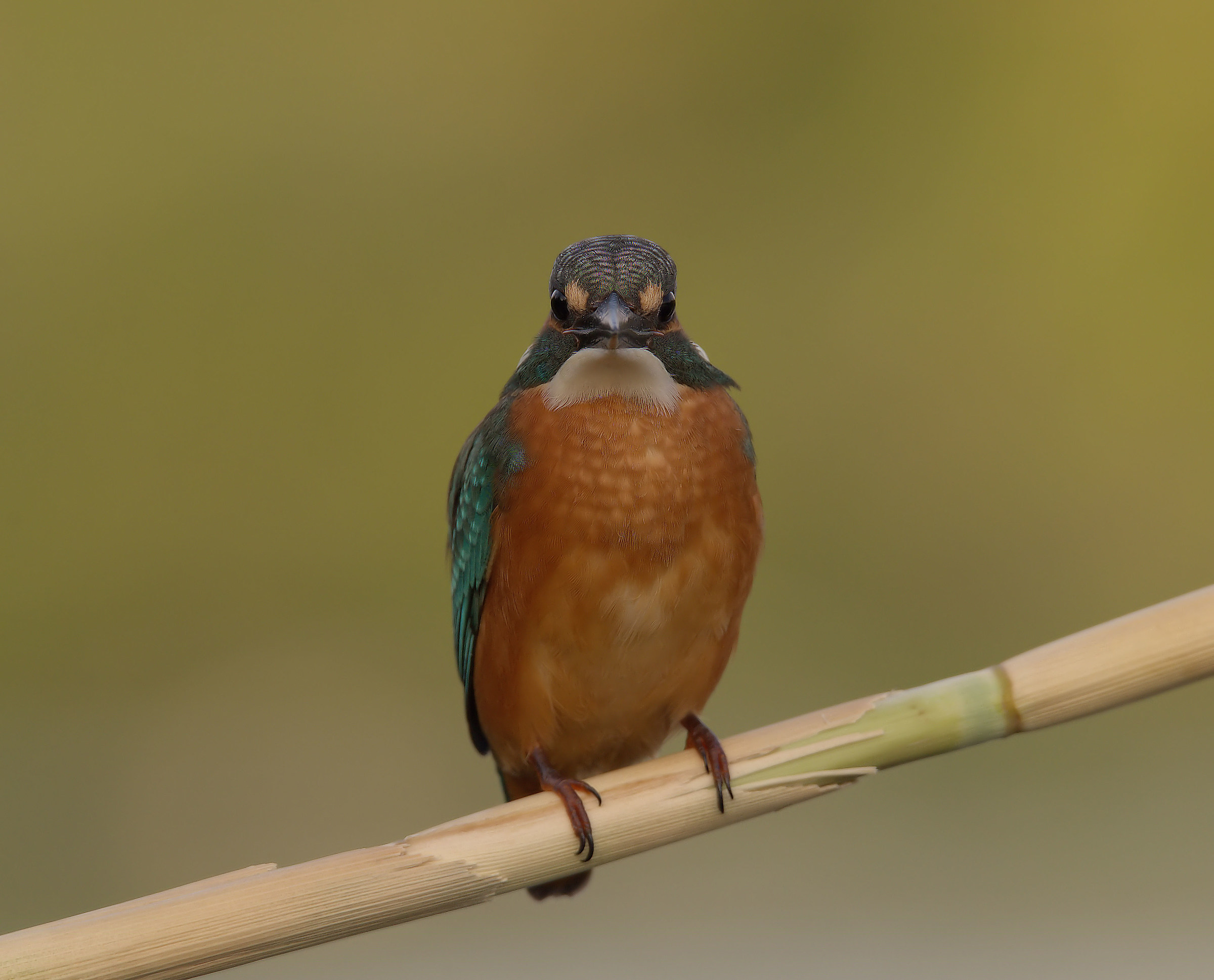 Martin Fisherman Male