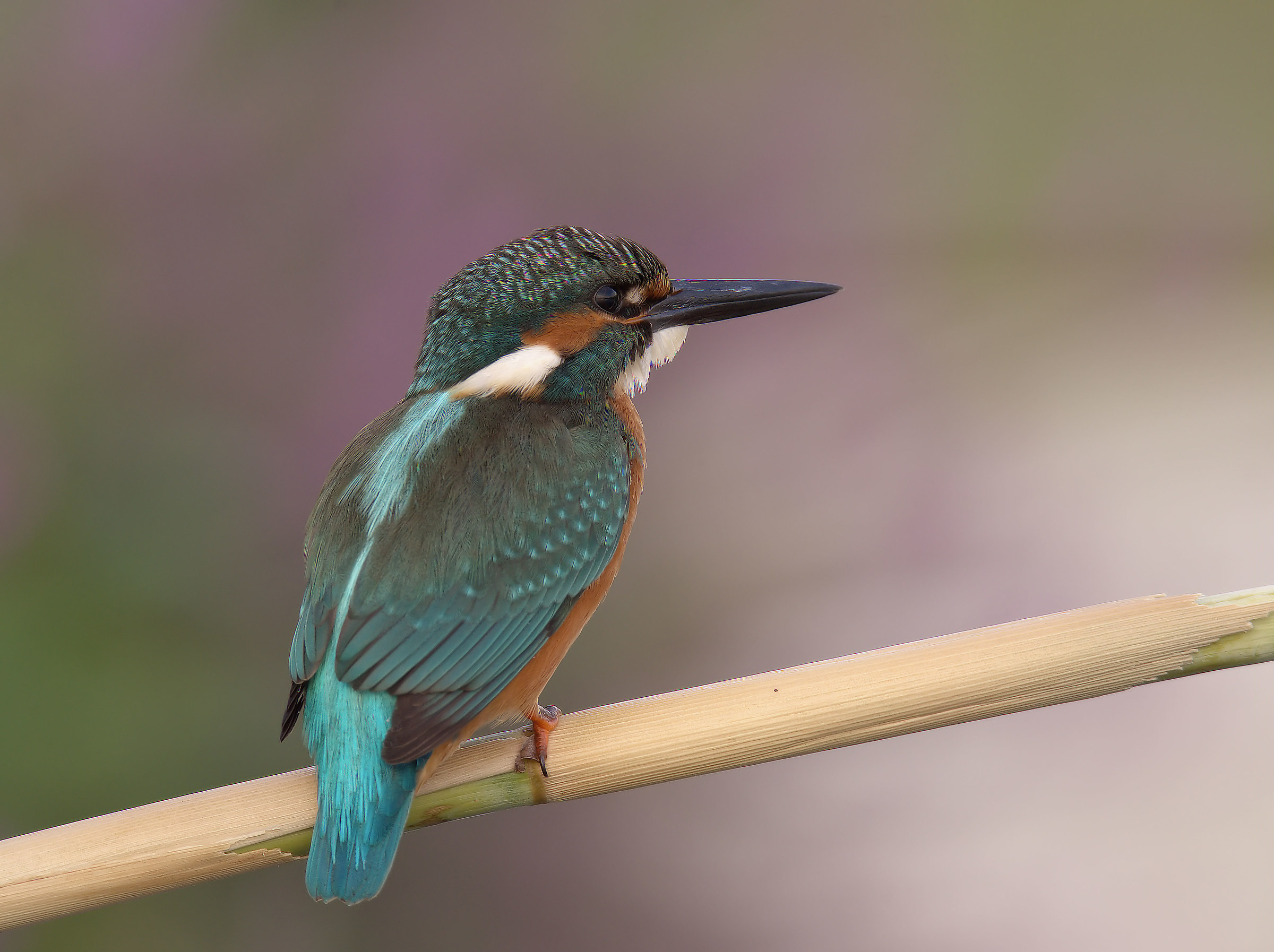 Martin Fisherman Male