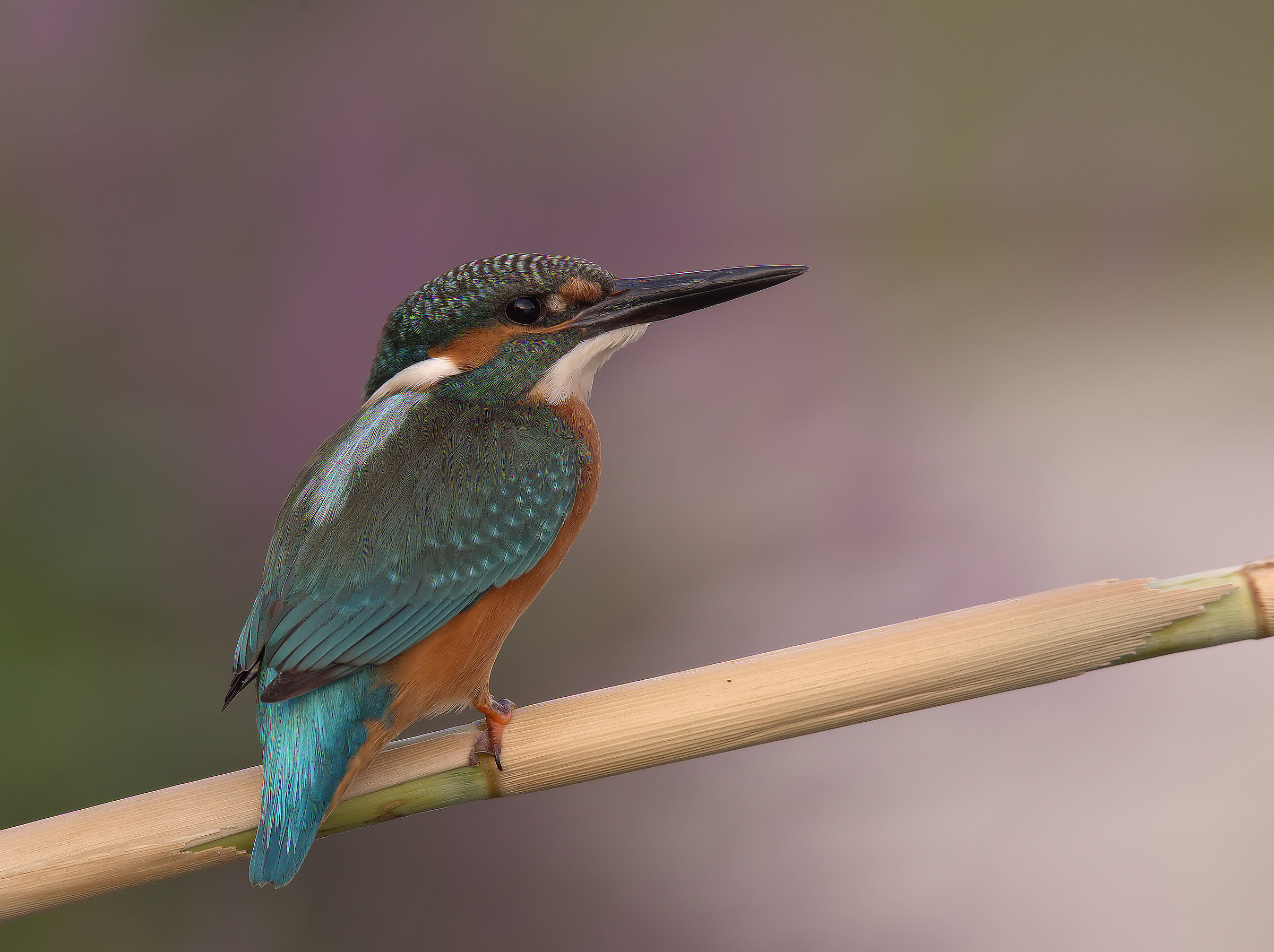 Martin Fisherman Male