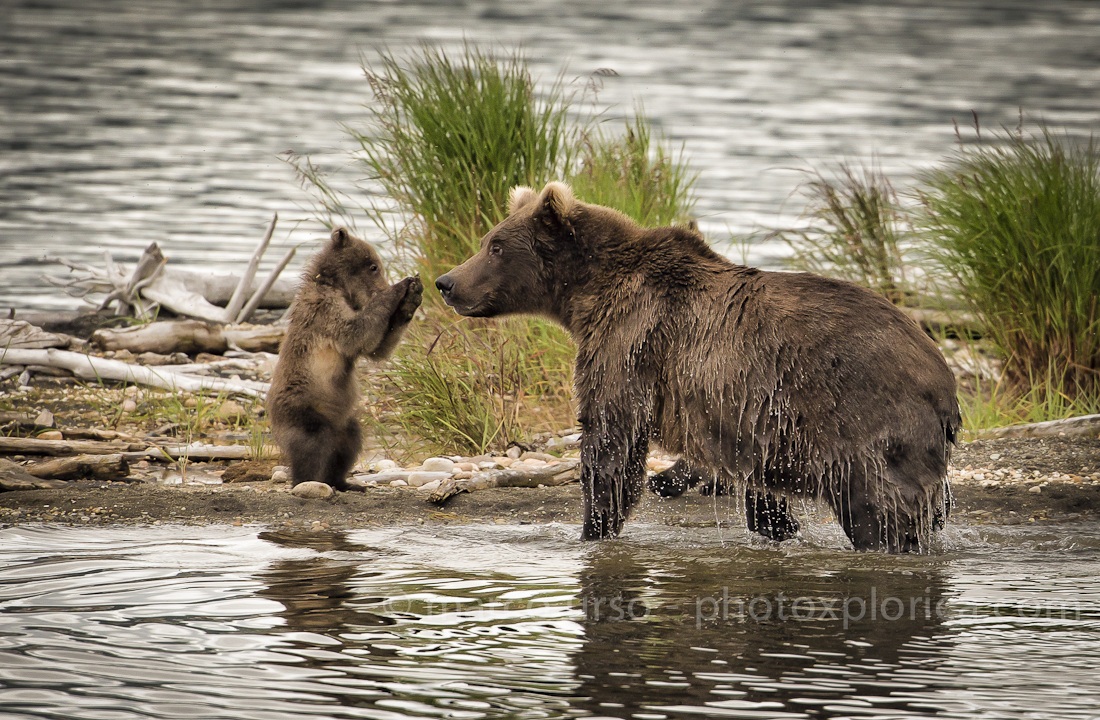 Katmai - Alaska