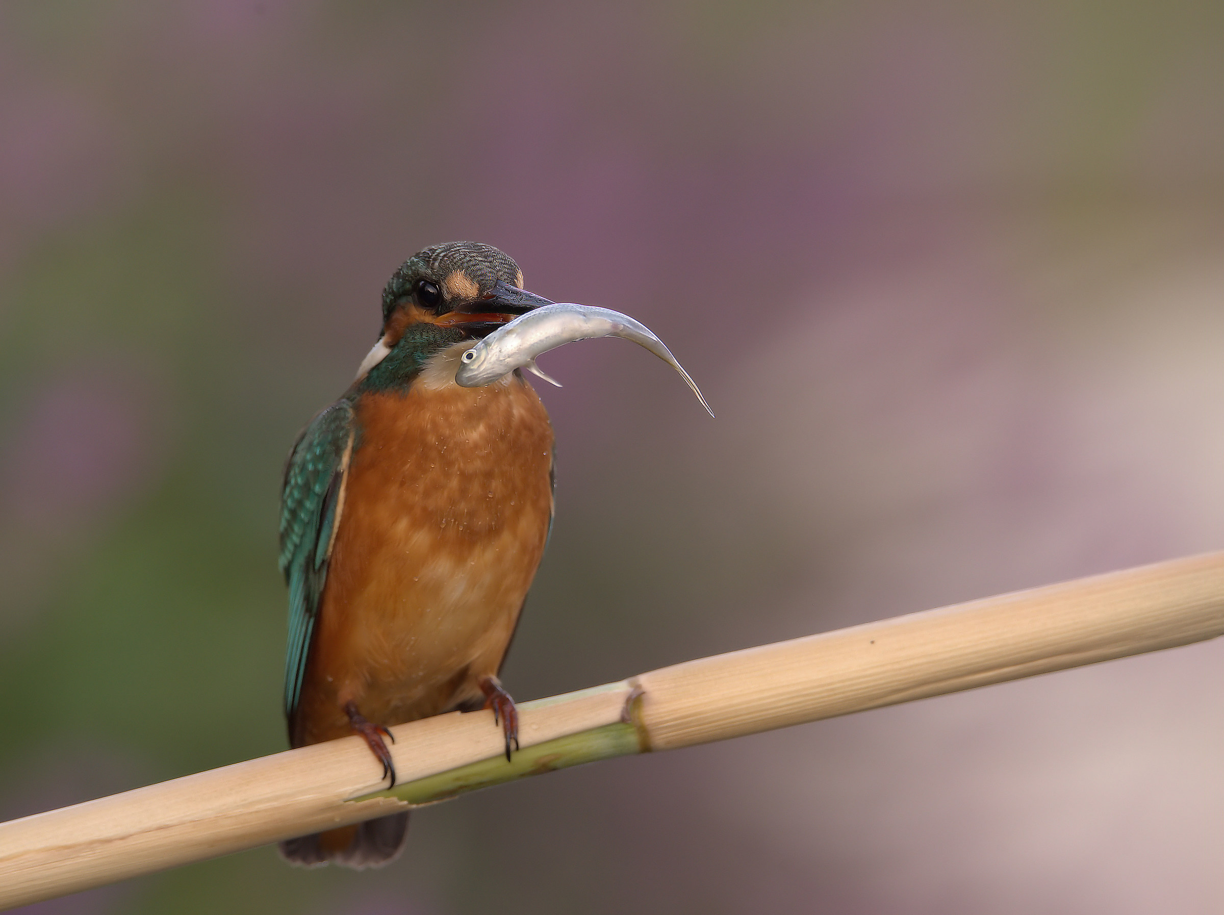 Martin Fisherman Male