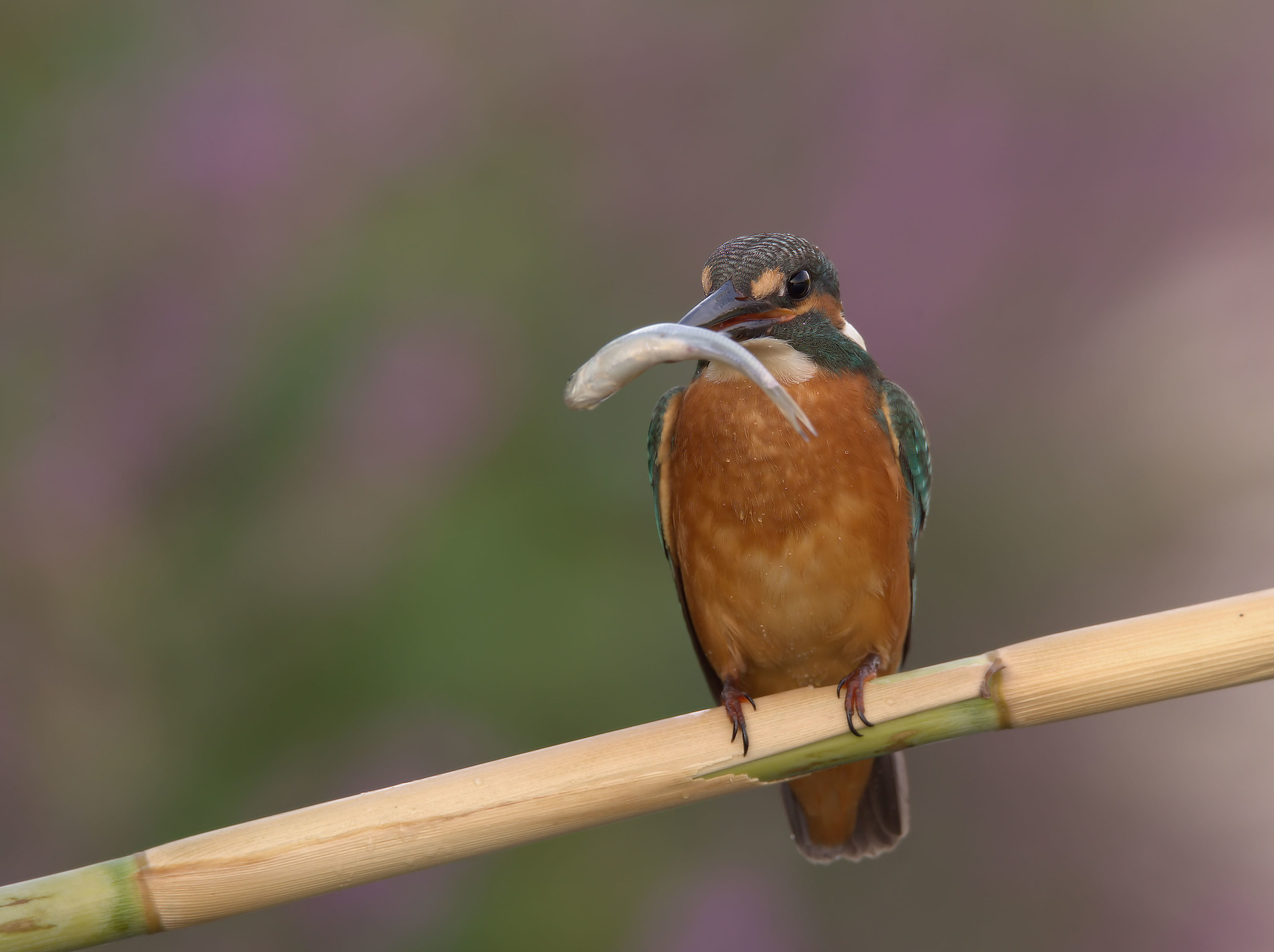 Martin Fisherman Male