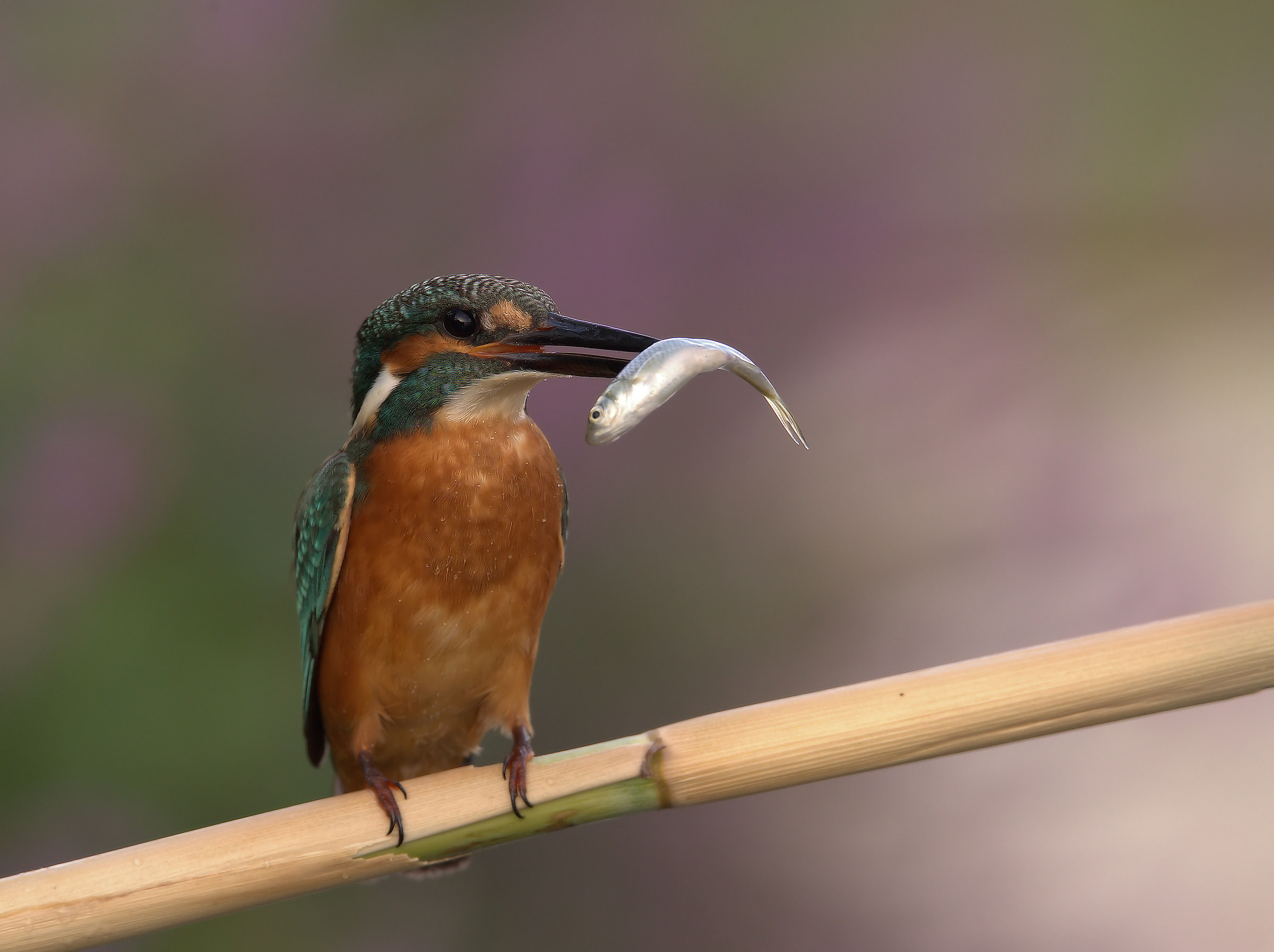 Martin Fisherman Male