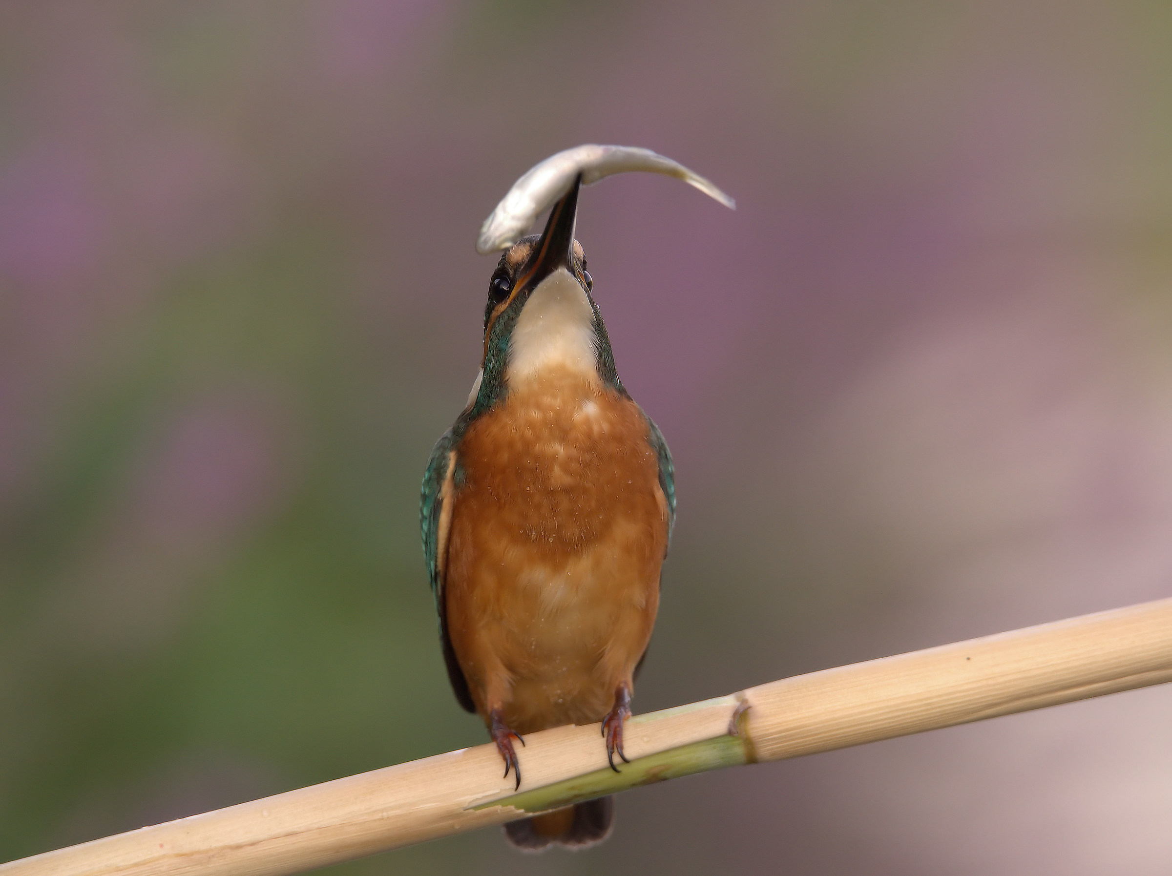 Martin Fisherman Male