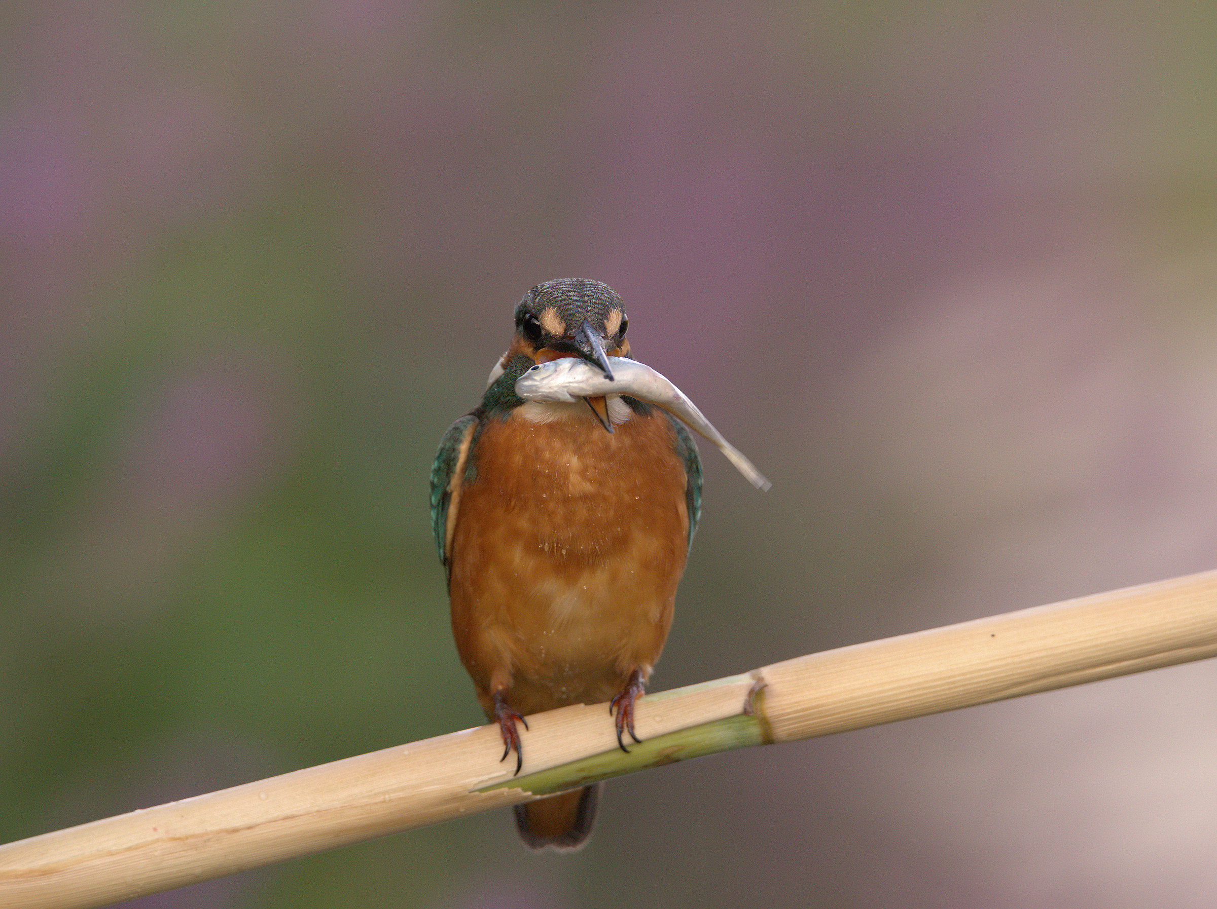 Martin Fisherman Male