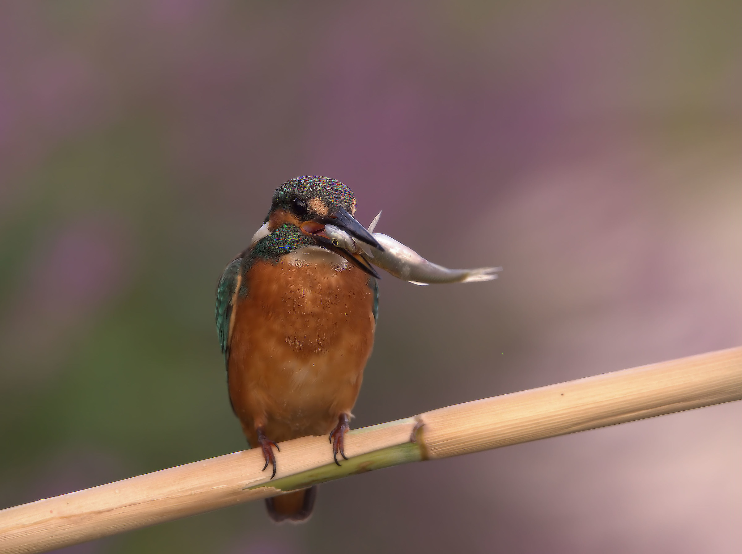 Martin Fisherman Male