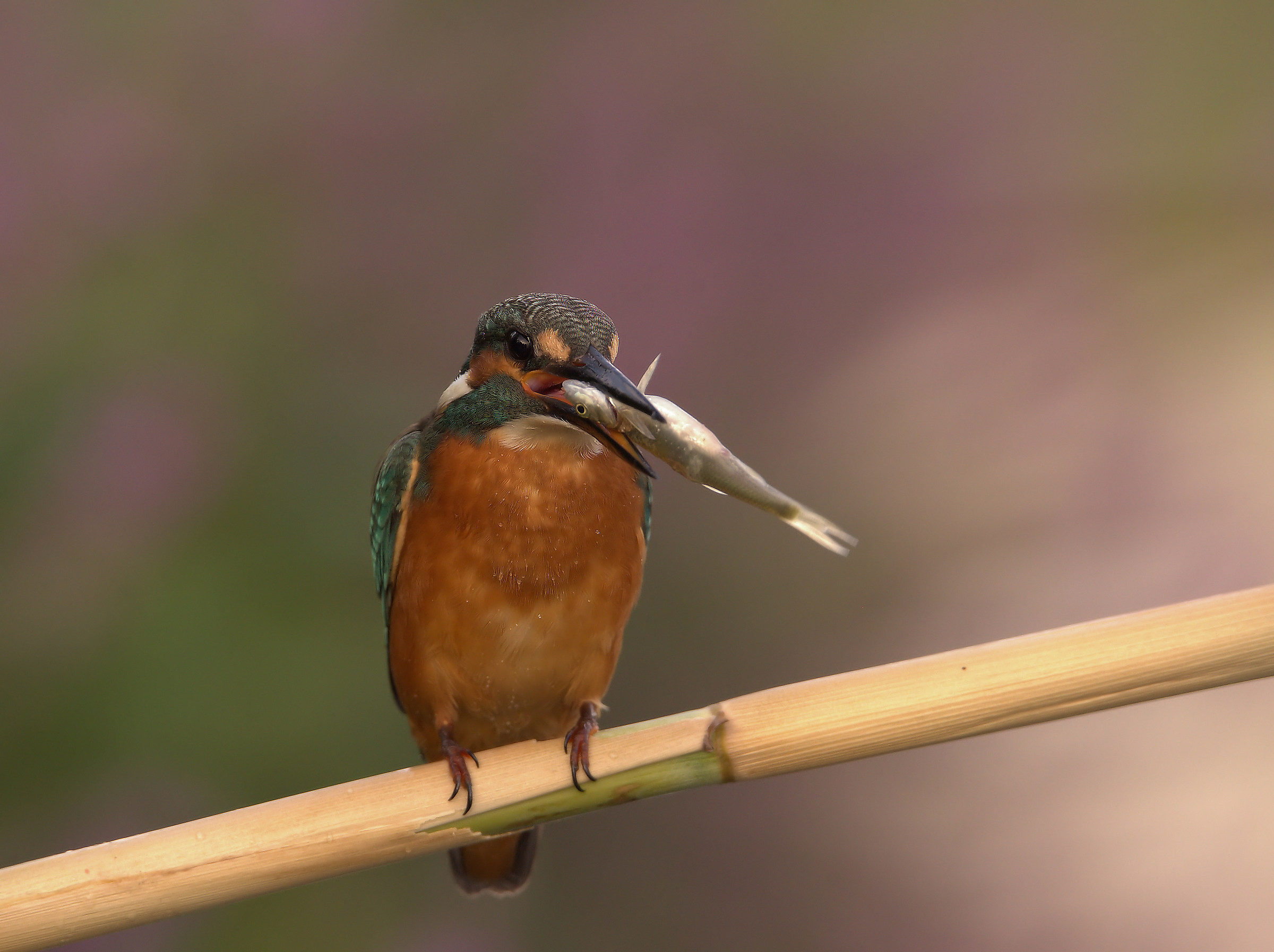 Martin Fisherman Male