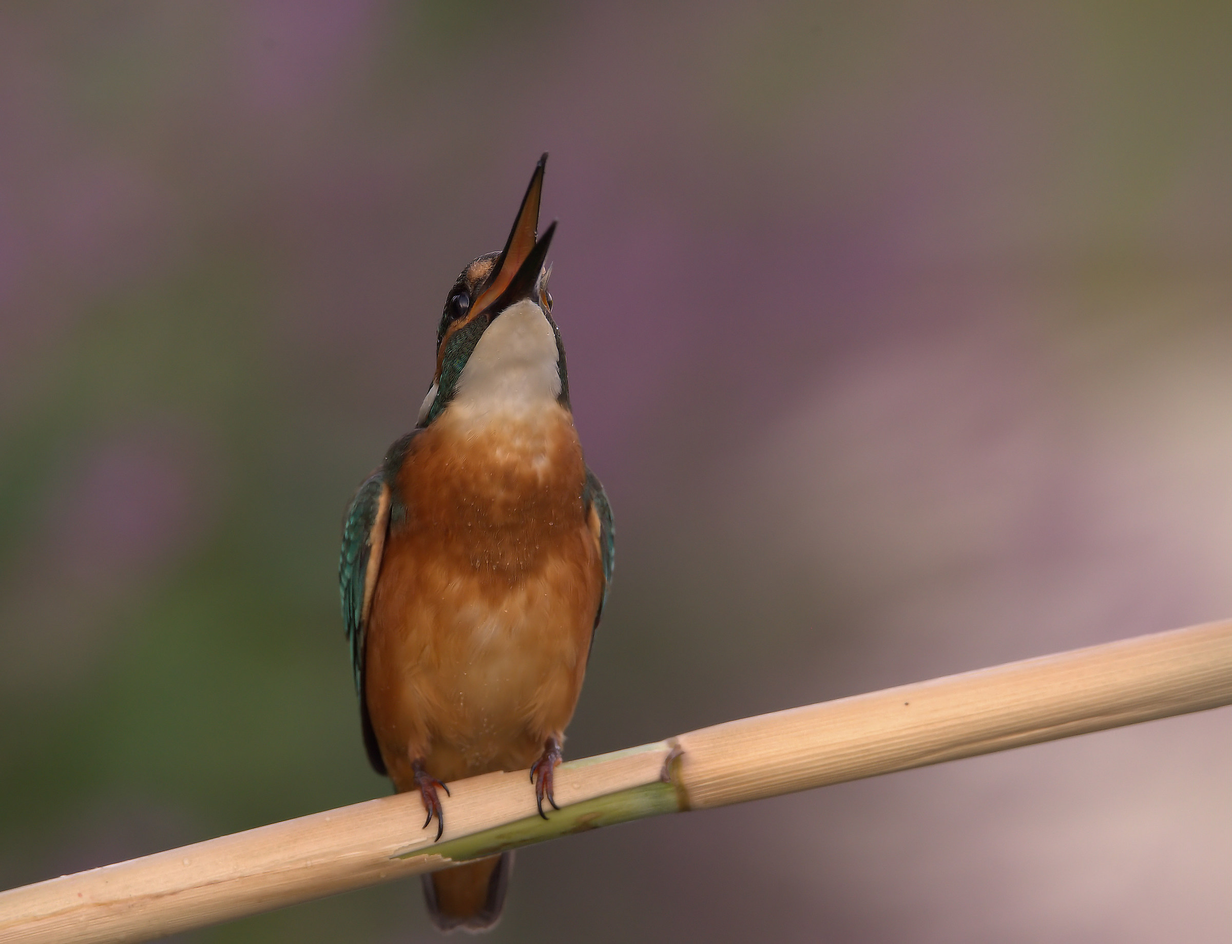 Martin Fisherman Male