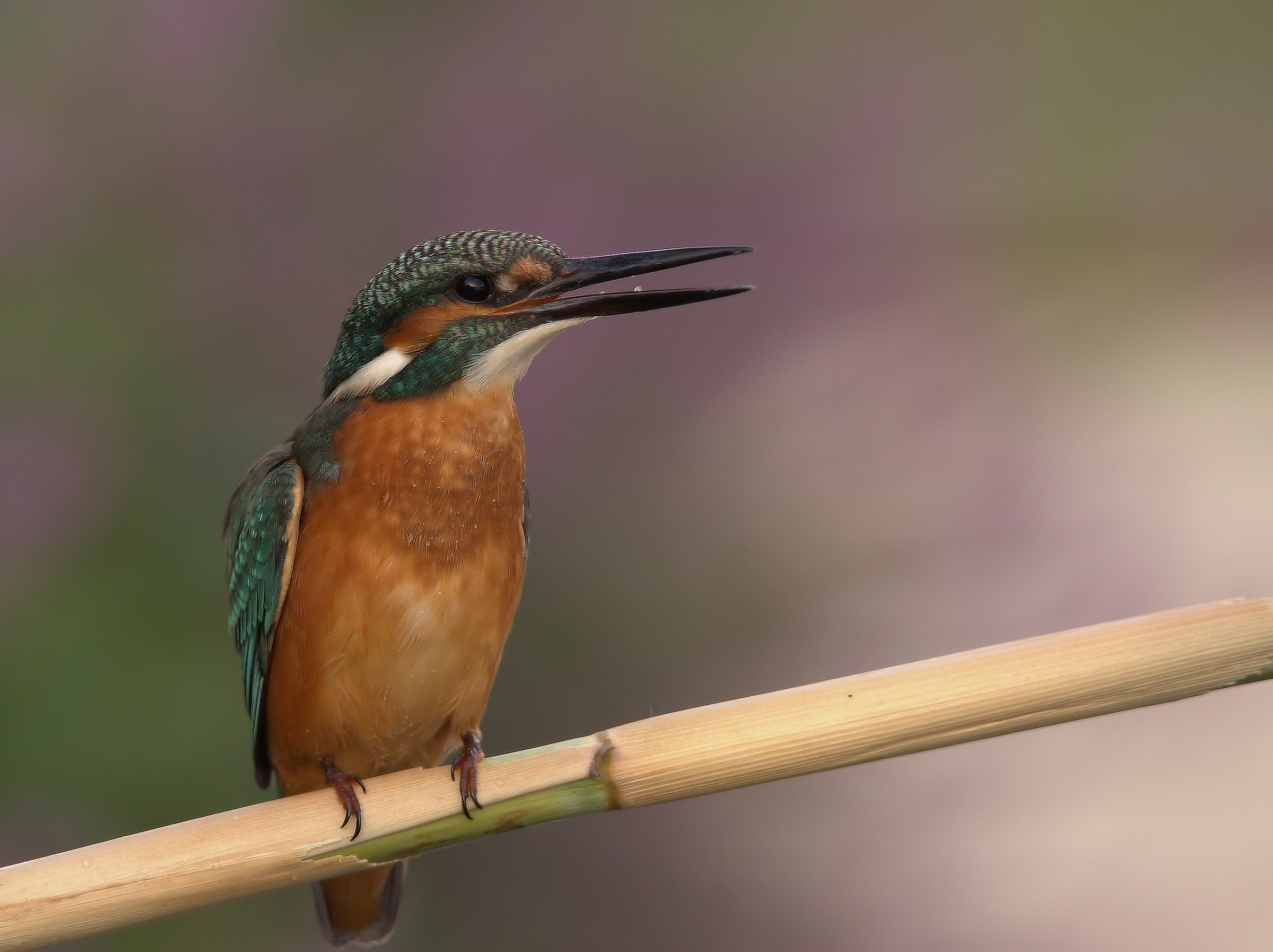 Martin Fisherman Male