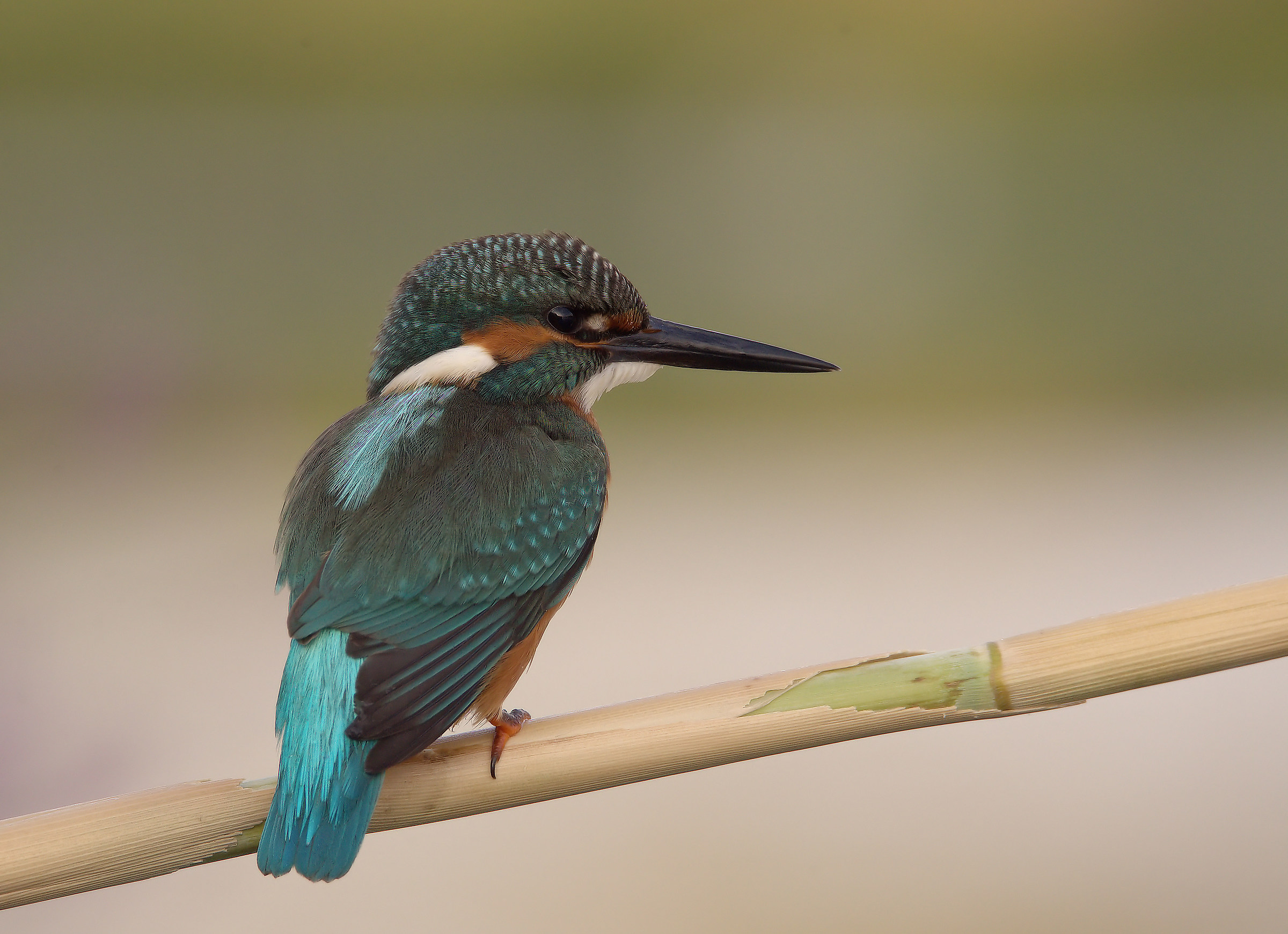 Martin Fisherman Male