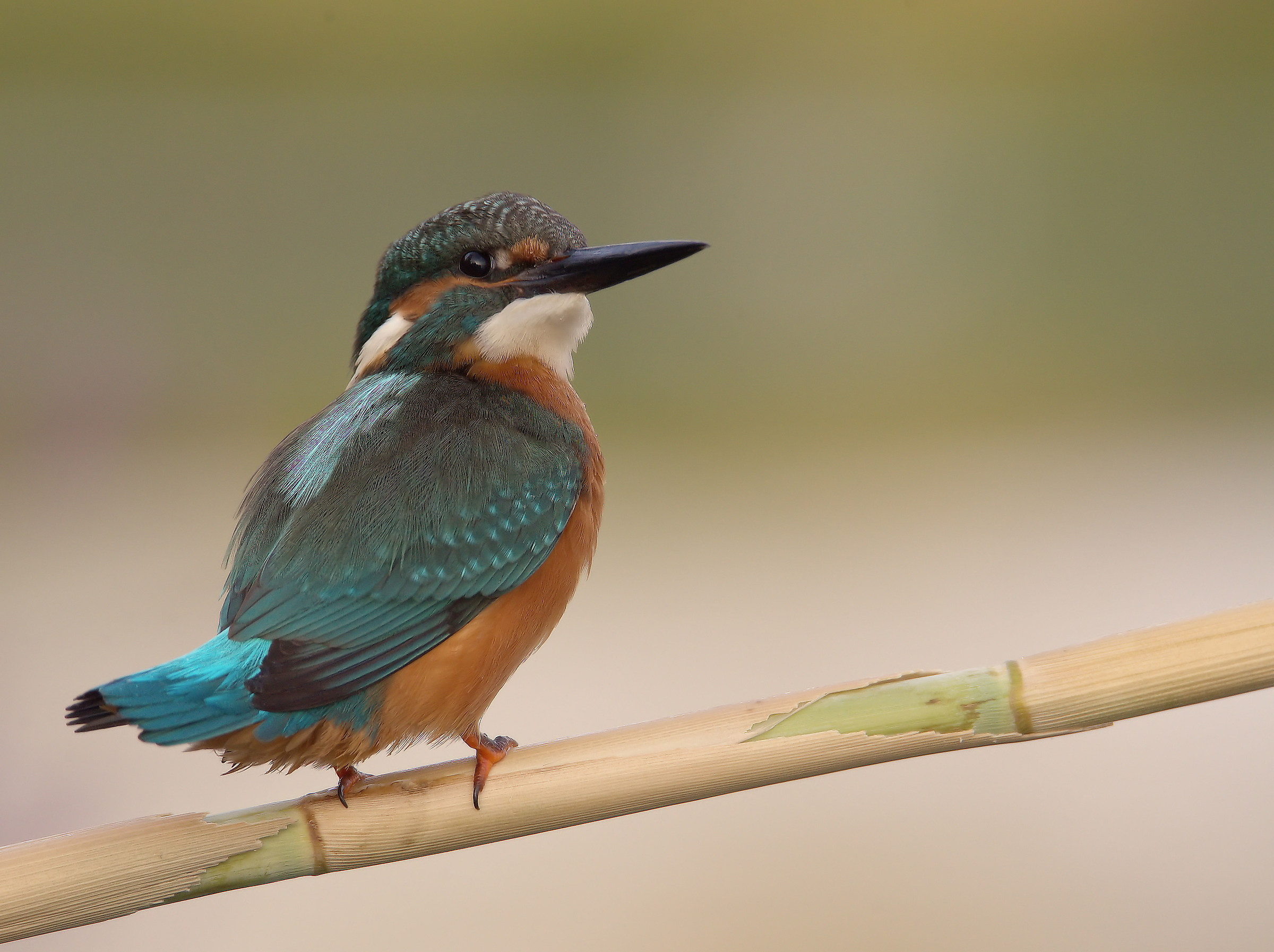 Martin Fisherman Male