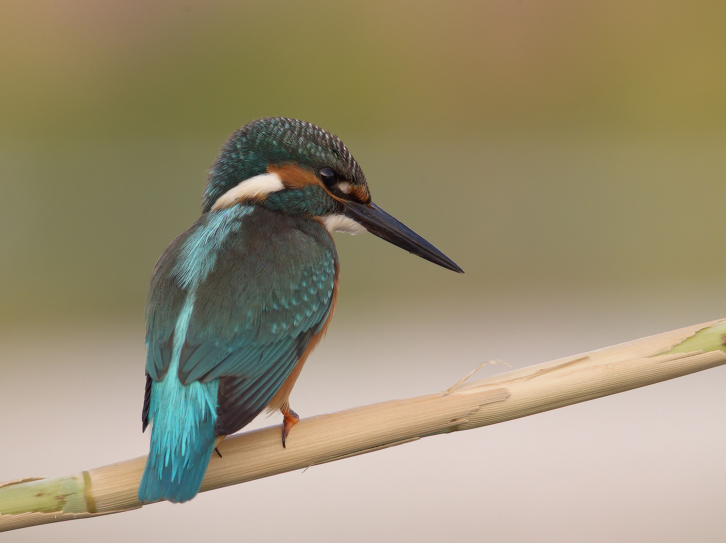 Martin Fisherman Male