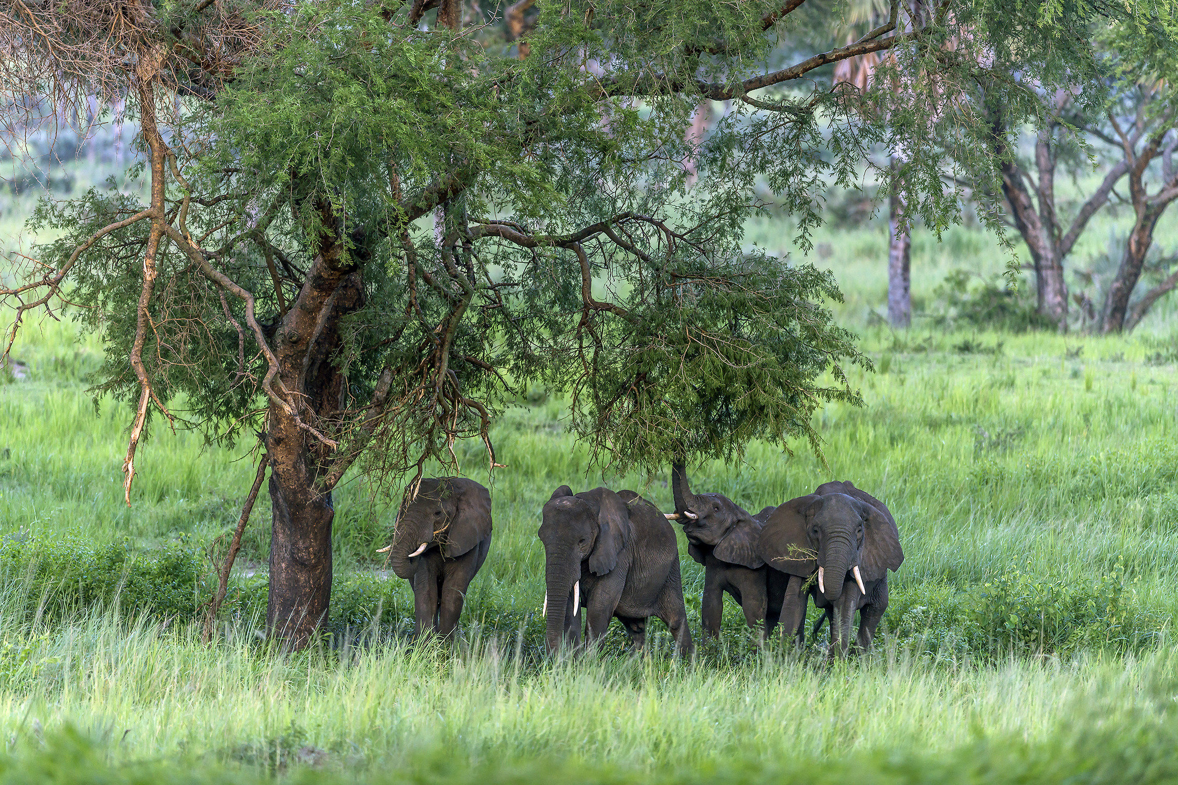 Sotto il grande albero - Uganda