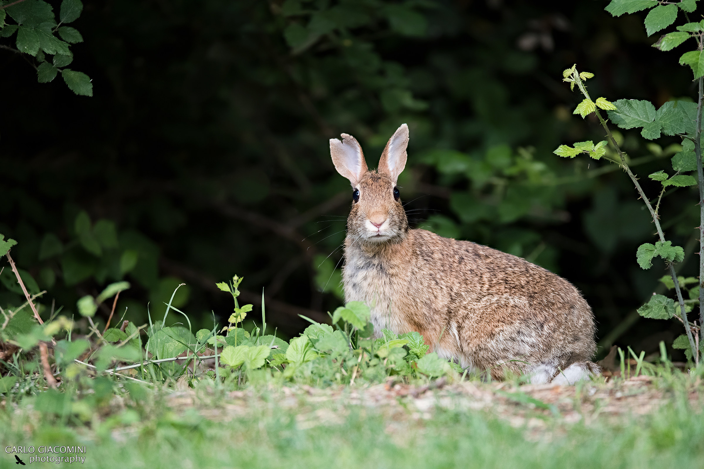 Minilepre sull'attenti