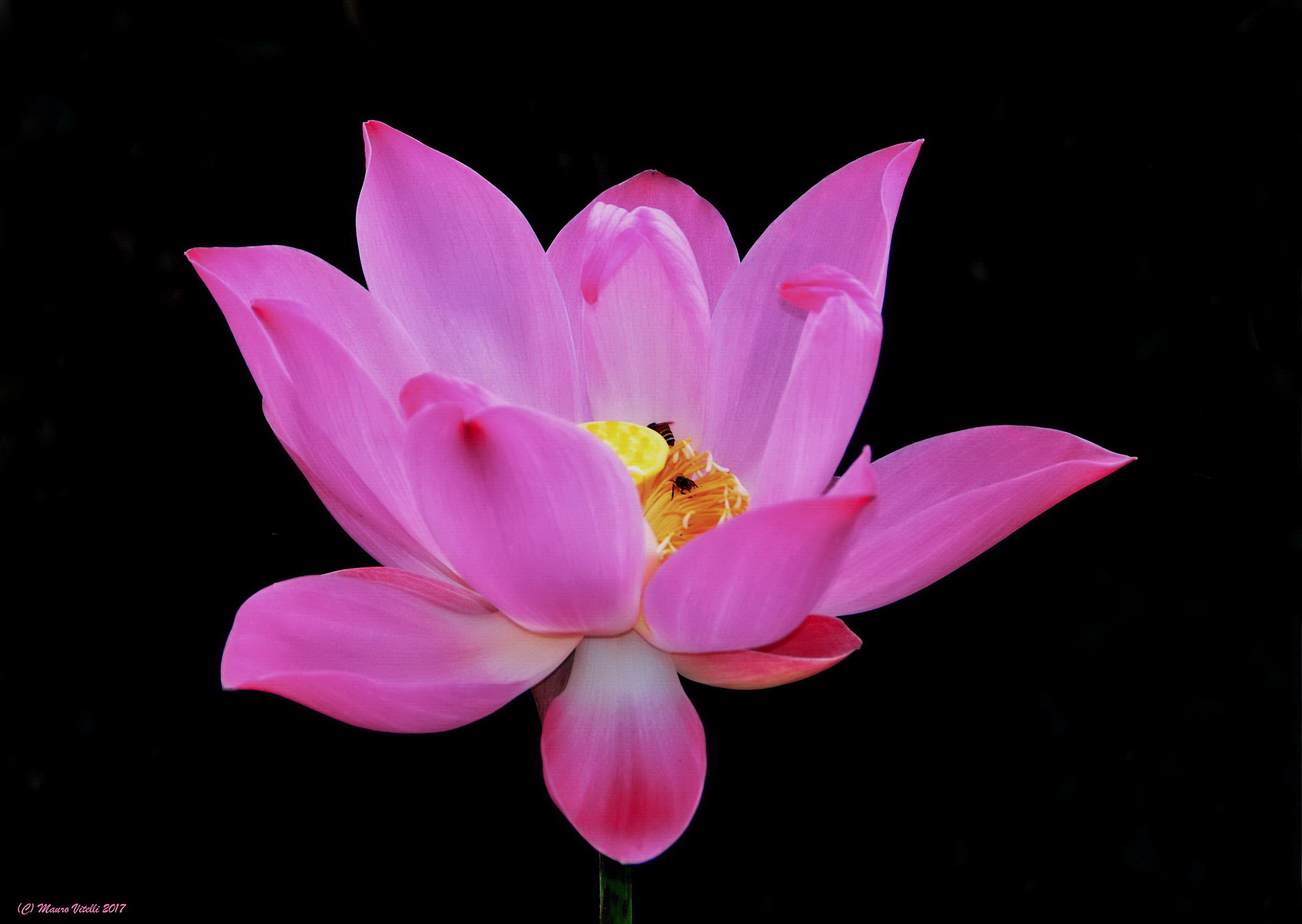 Lotus flower with guests