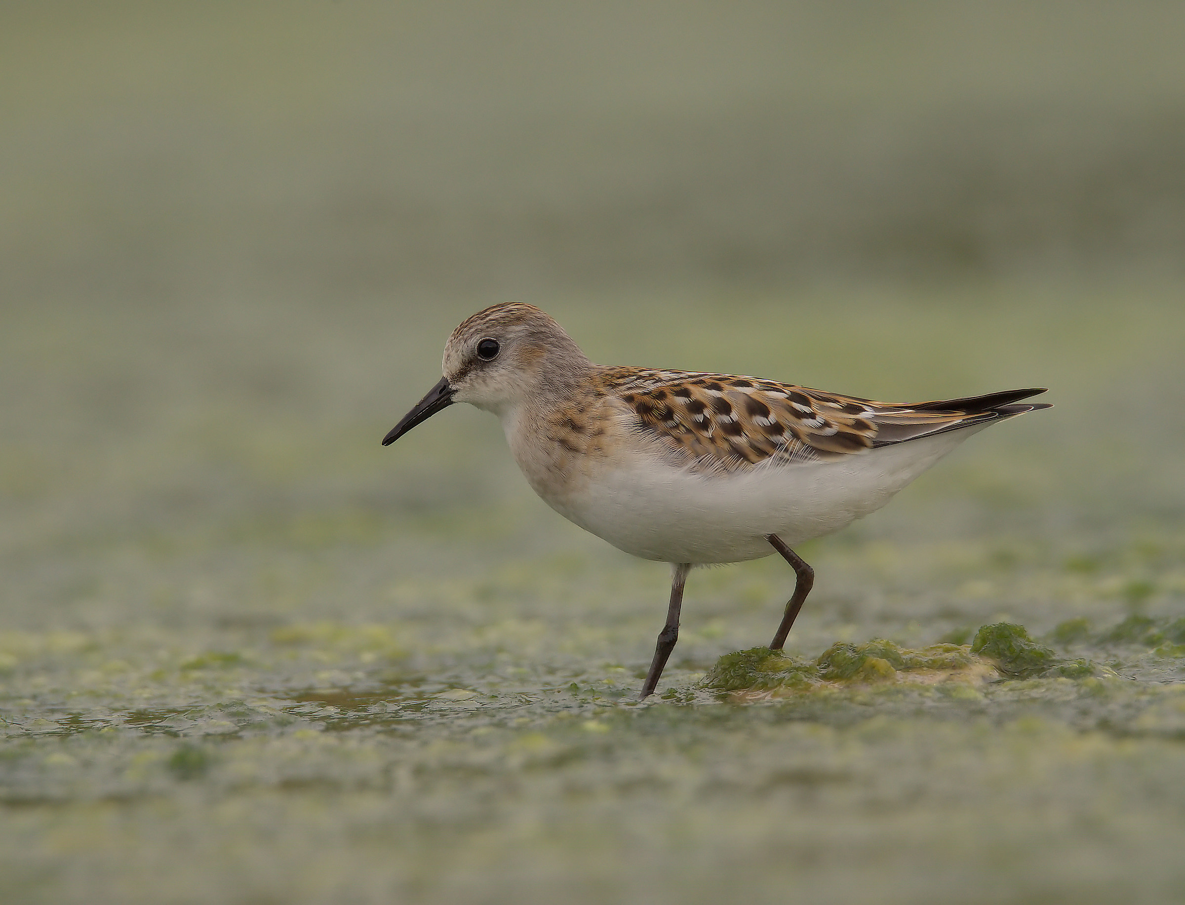 Gambecchio common juv