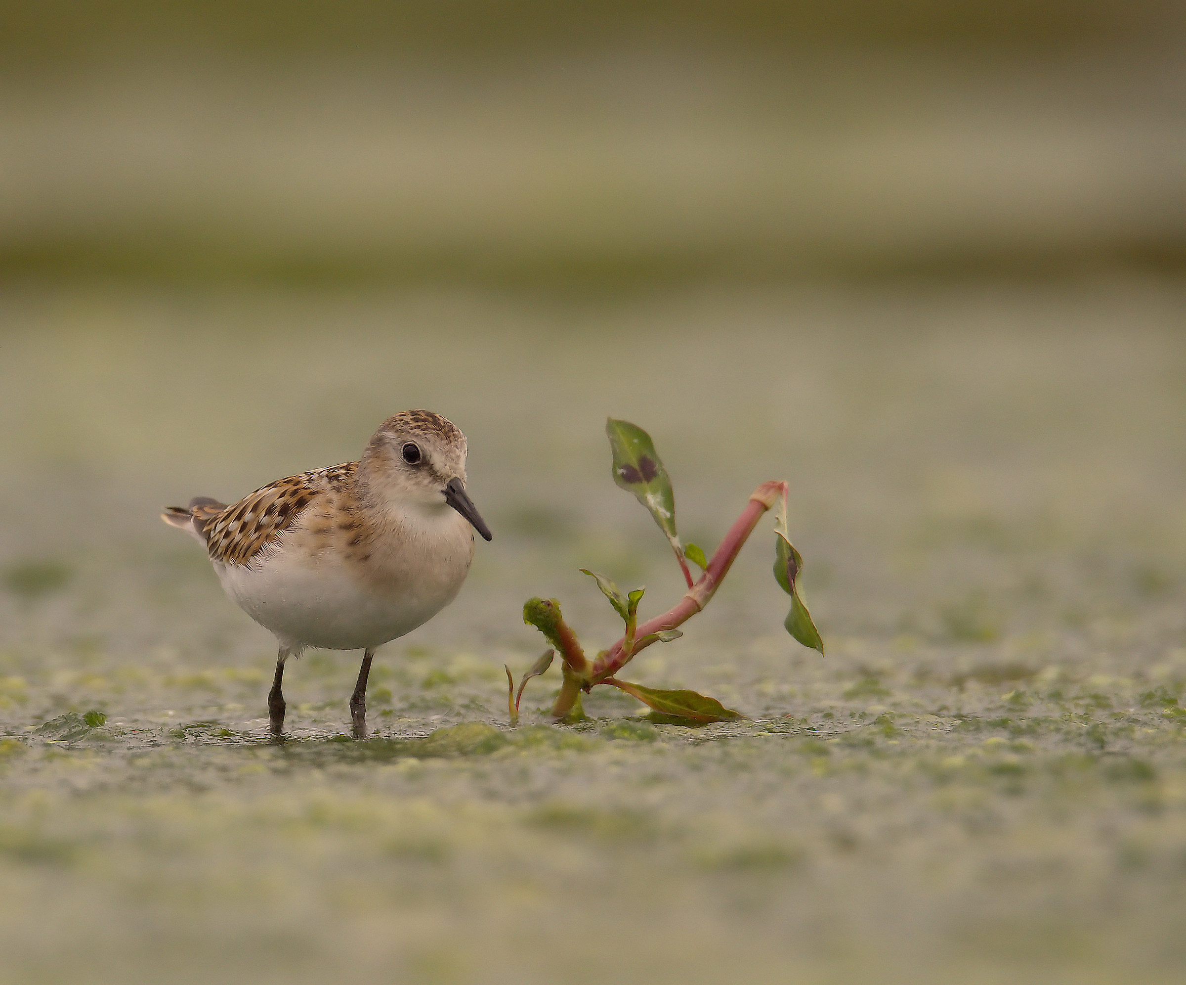 Gambecchio common juv