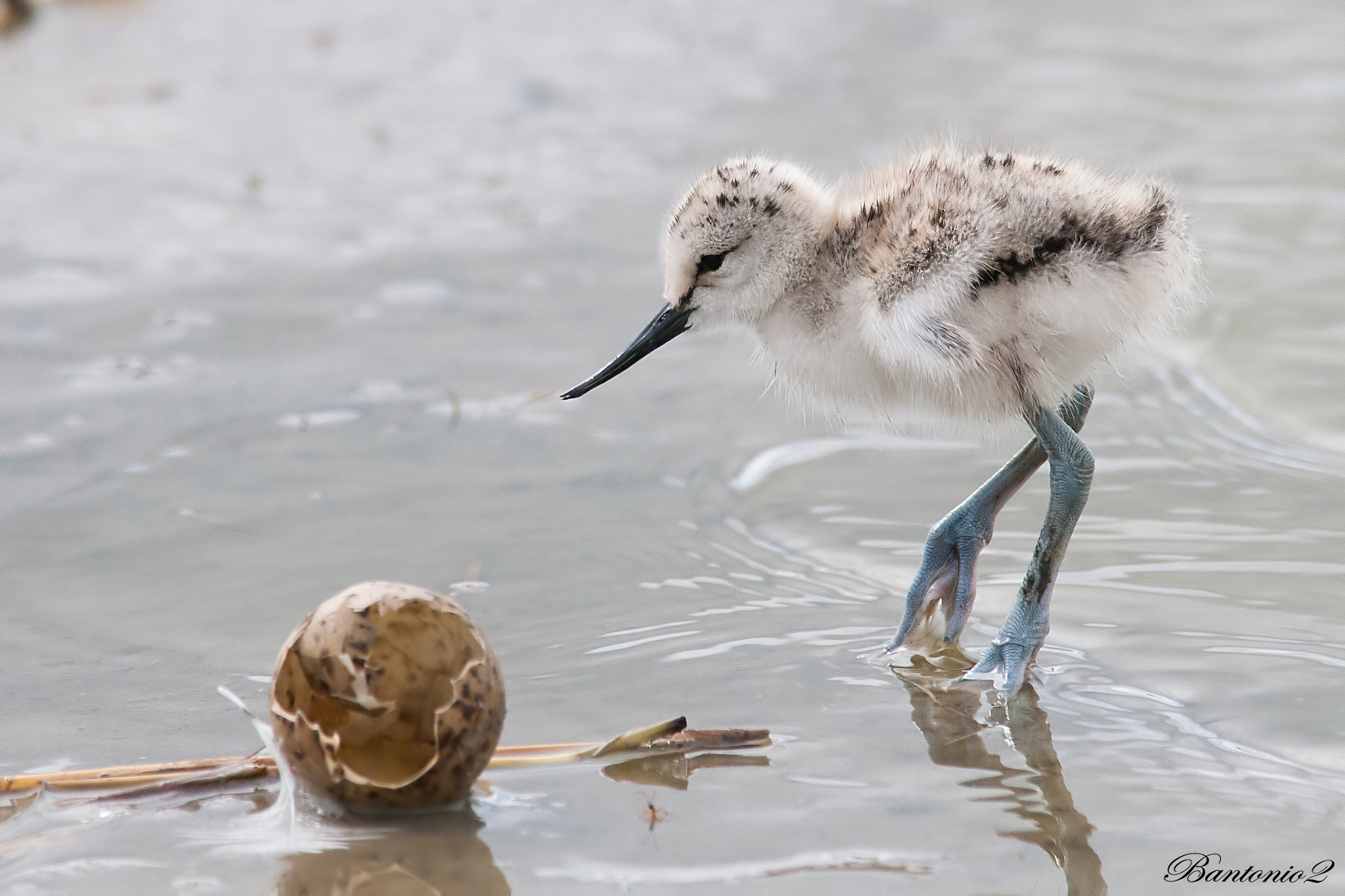 Avocet bottle.