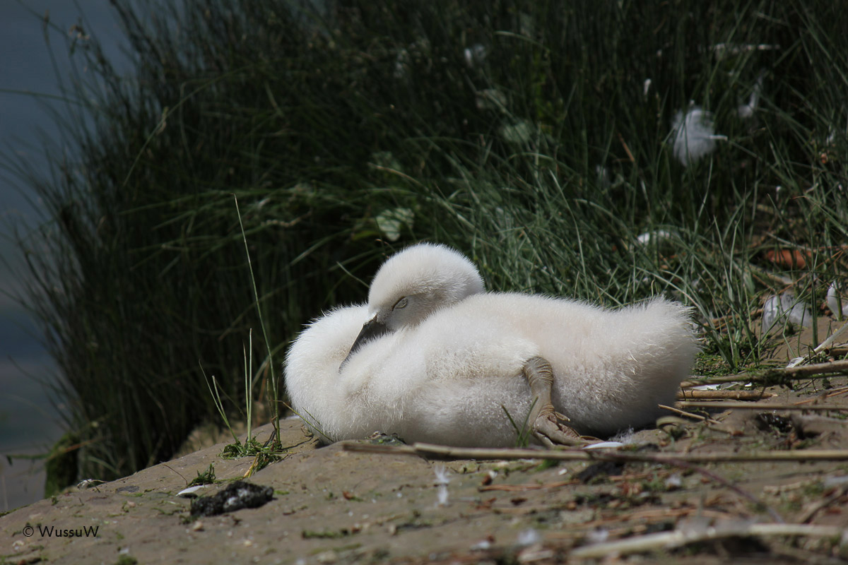 Small Swan Sleepy