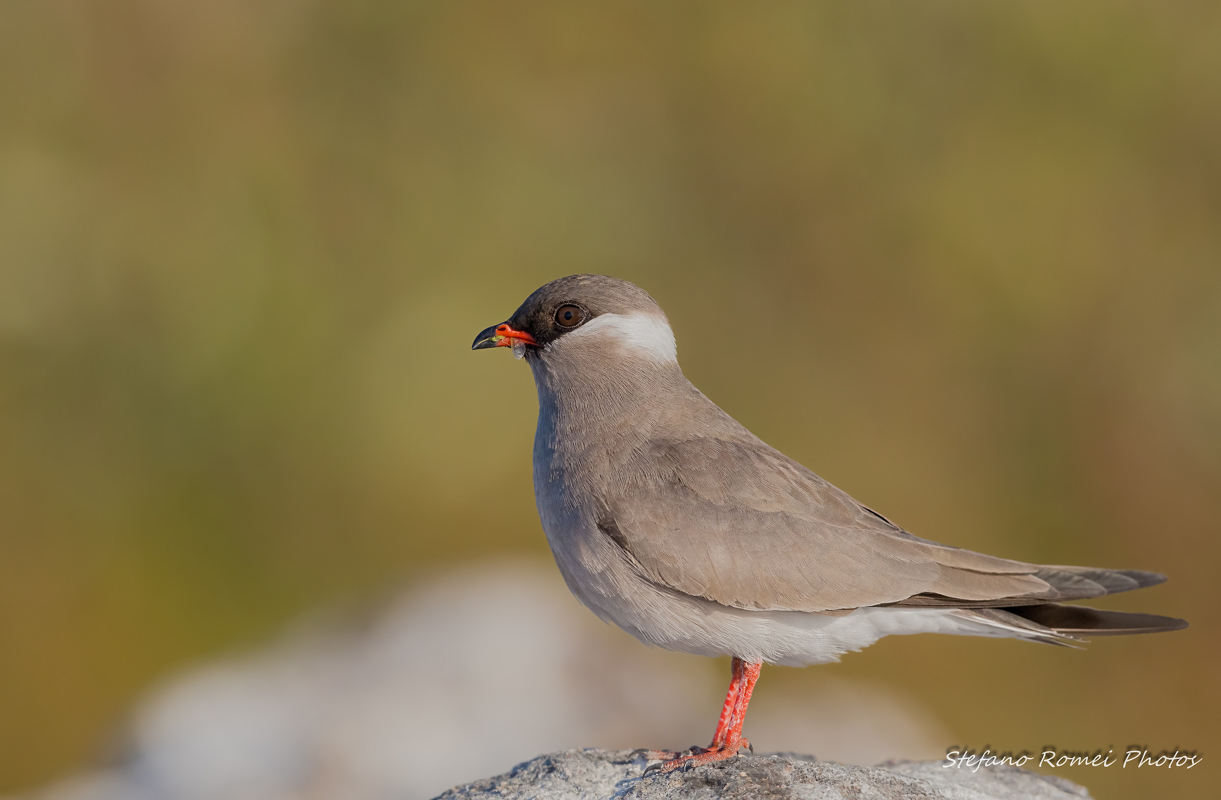 rock pratincole
