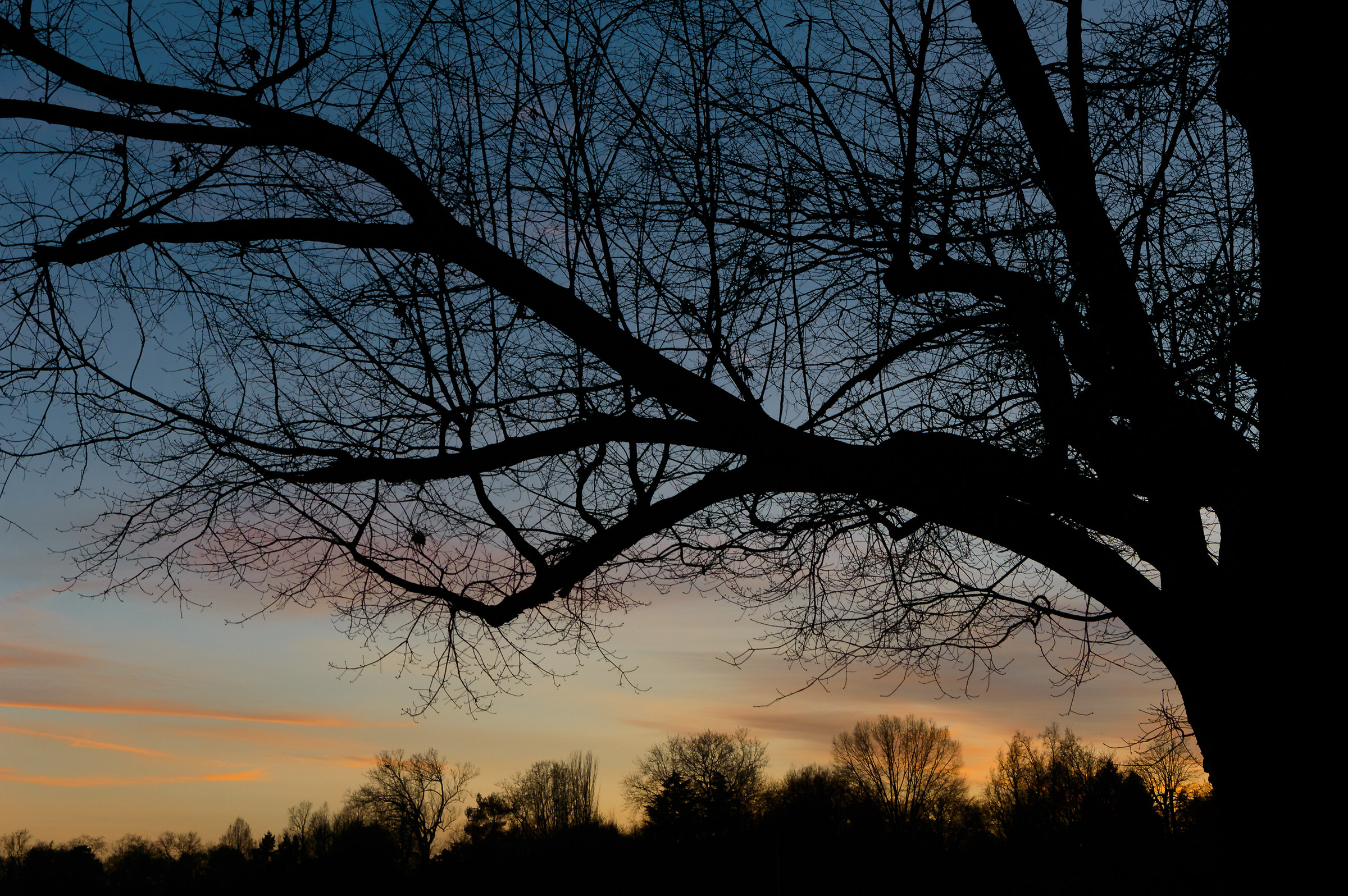 Neuroalberial Connections