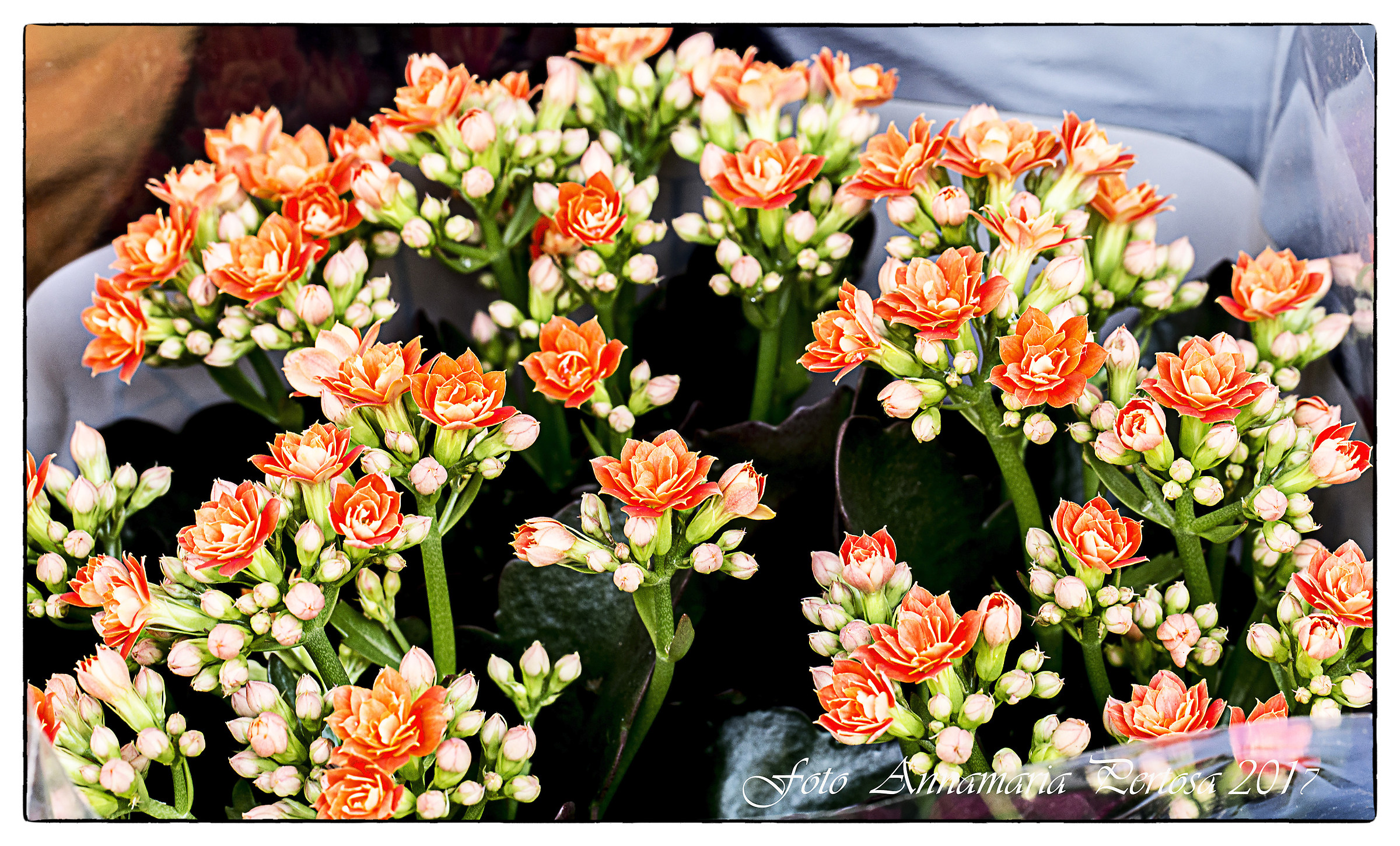 Here's the Canon L macro