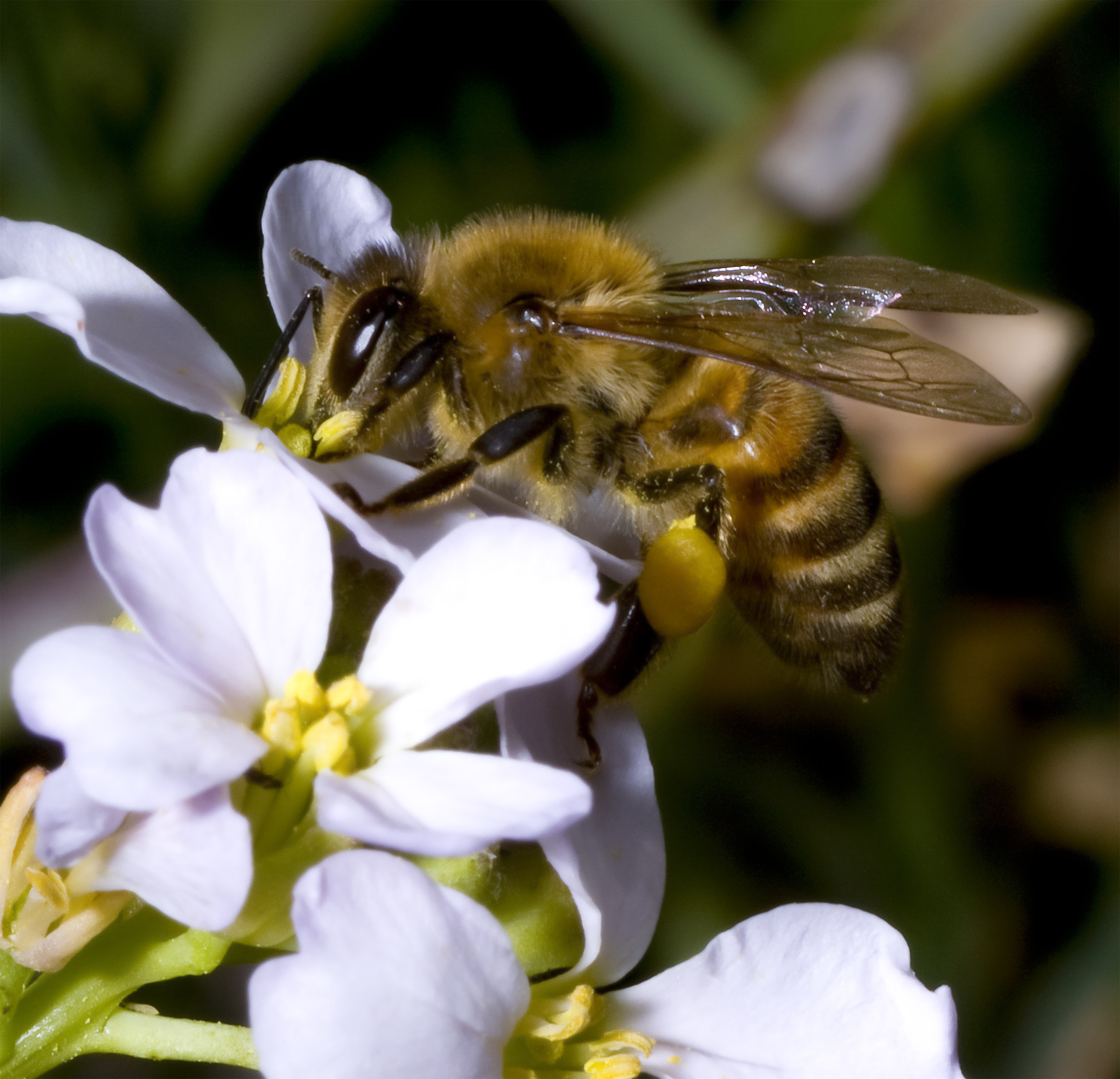 Apis mellifera